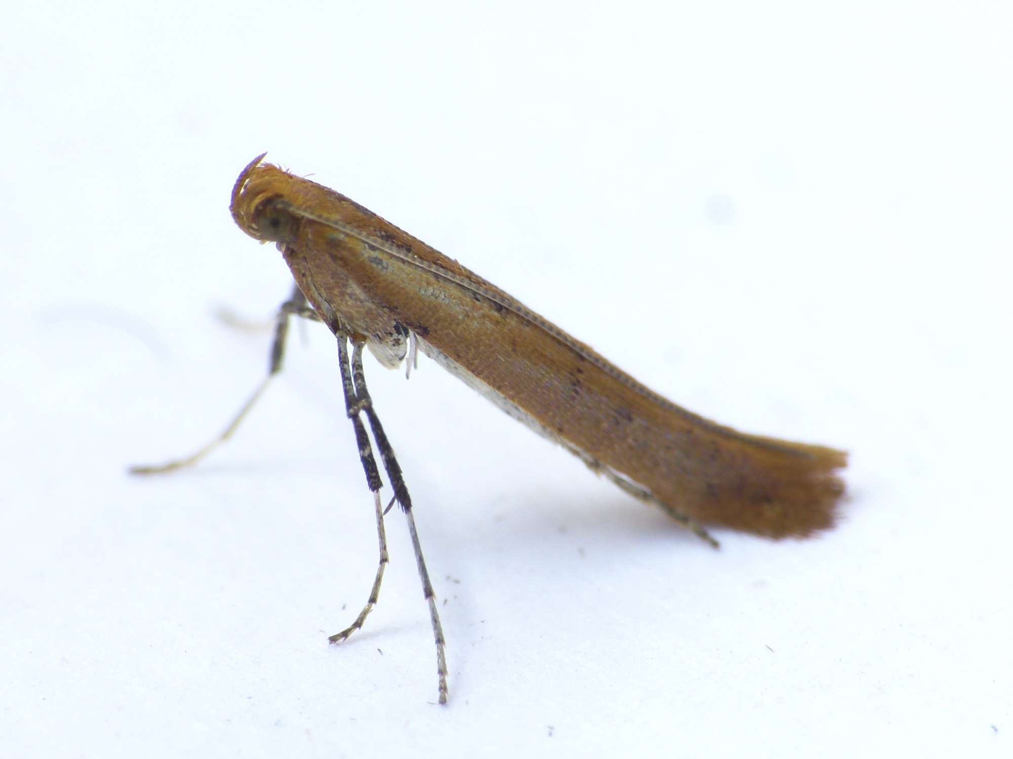 Small Red Slender (Caloptilia rufipennella) photographed in Somerset by Paul Wilkins