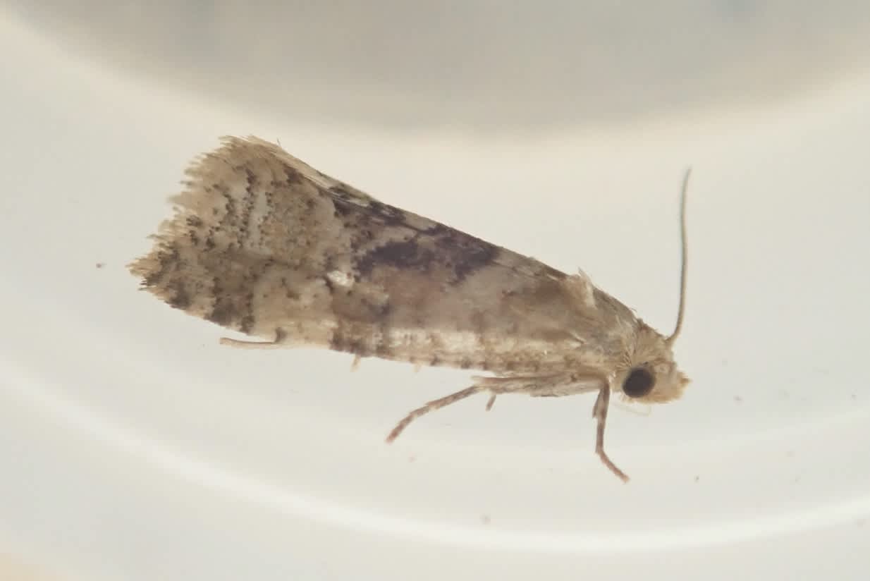 Gynnidomorpha alismana | Somerset Moths