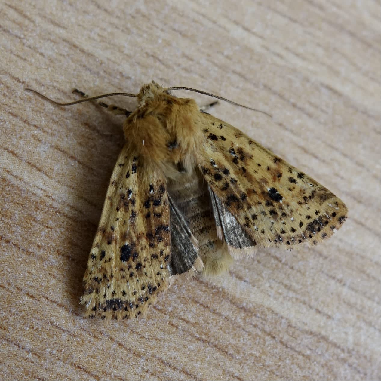 Dotted Chestnut (Conistra rubiginea) photographed in Somerset by Sue Davies