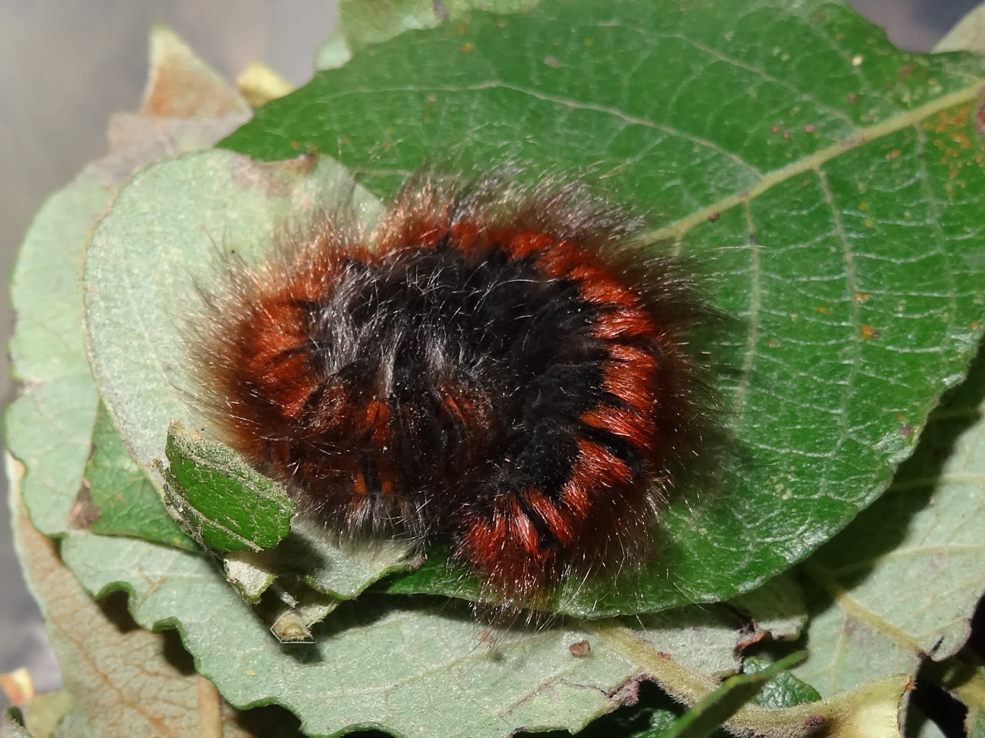 Fox Moth (Macrothylacia rubi) photographed in Somerset by Christopher Iles