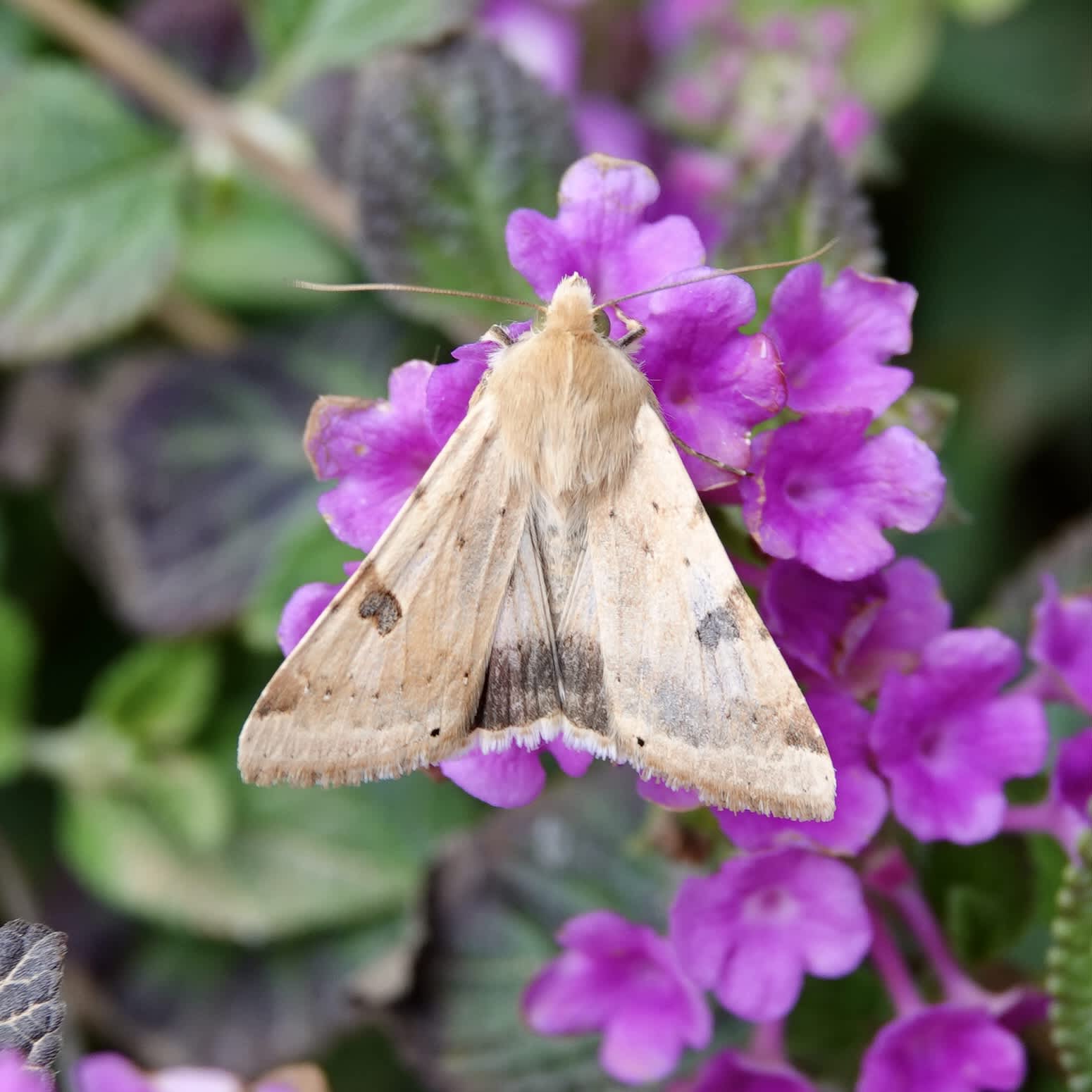 Bordered Straw (Heliothis peltigera) photographed in Somerset by Sue Davies