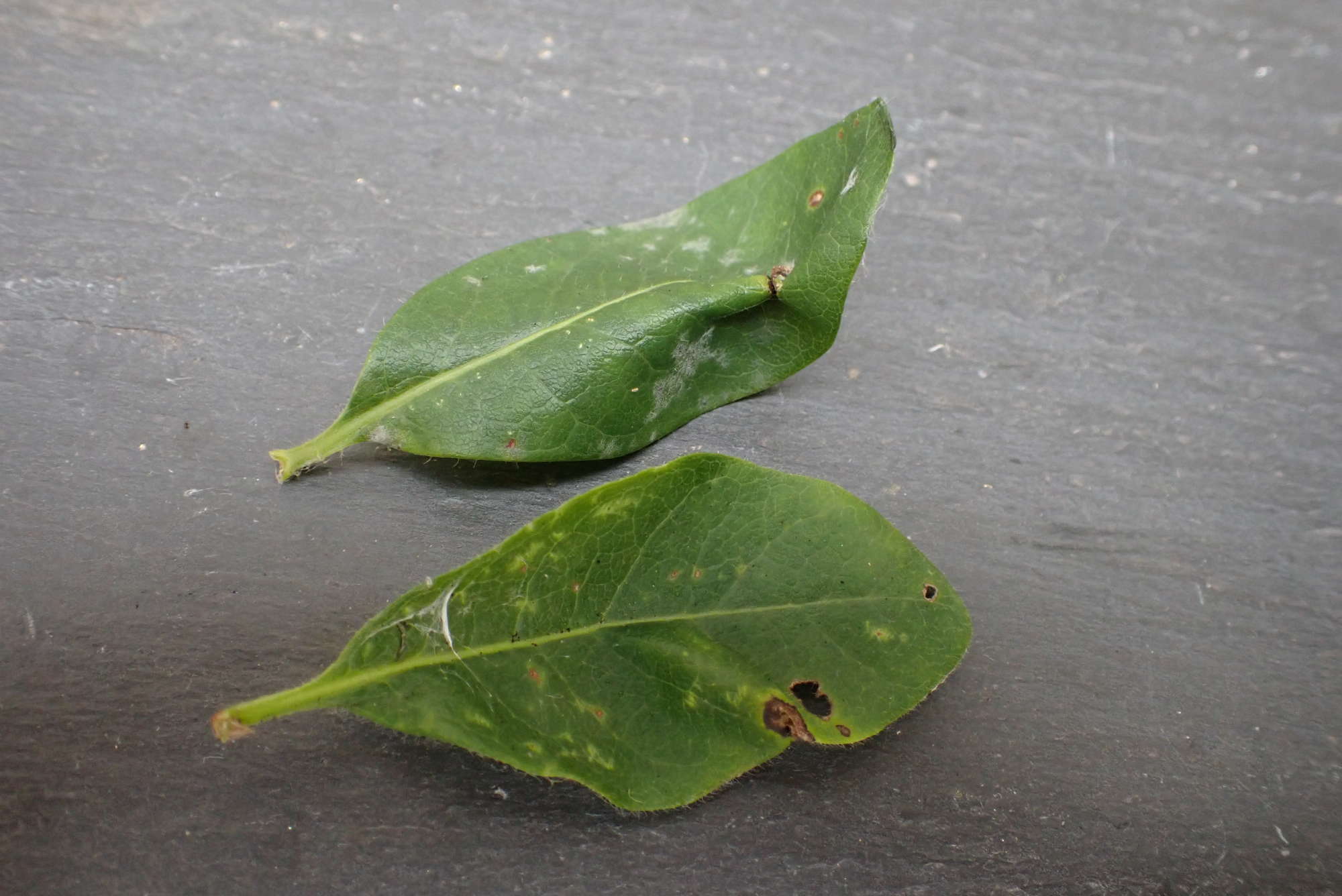 Honeysuckle Midget (Phyllonorycter trifasciella) photographed in Somerset by Jenny Vickers