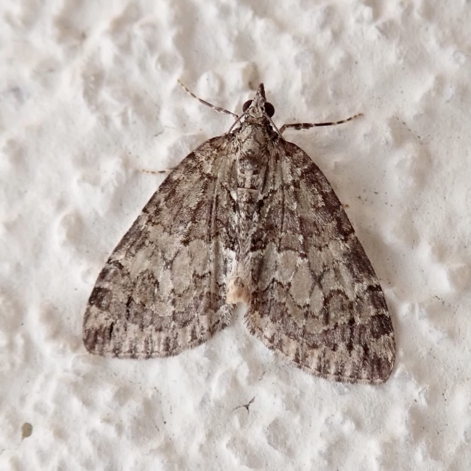 May Highflyer (Hydriomena impluviata) photographed in Somerset by Sue Davies