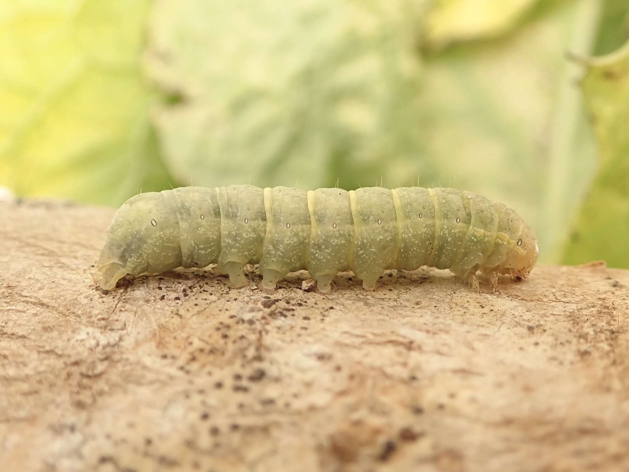 Cabbage Moth (Mamestra brassicae) photographed in Somerset by Sue Davies