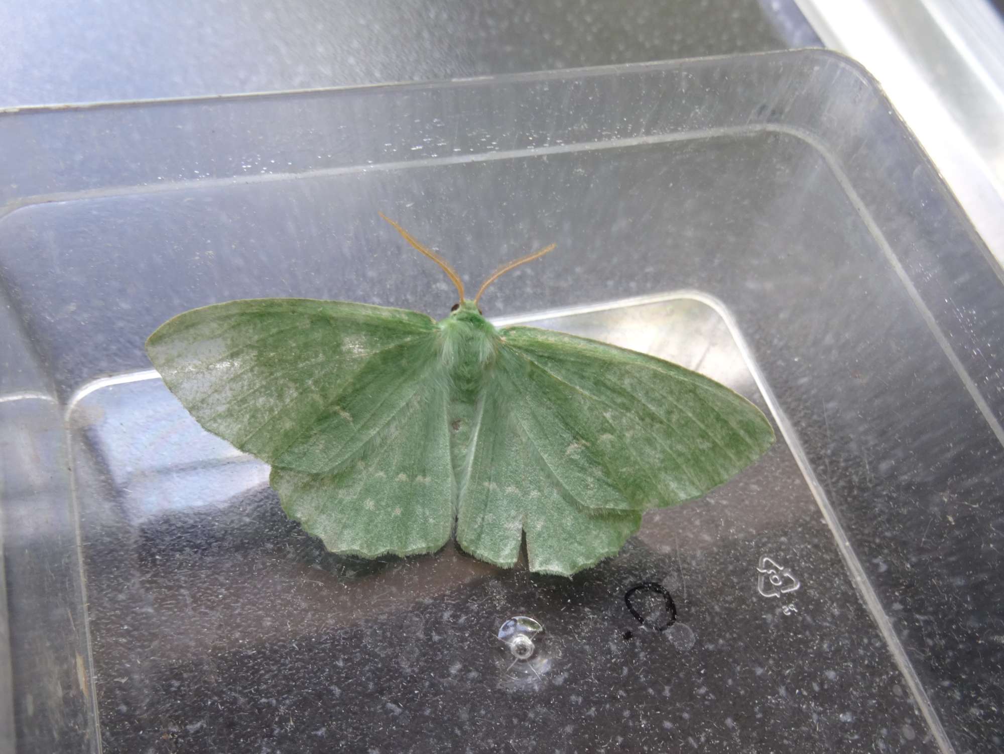 Large Emerald (Geometra papilionaria) photographed in Somerset by Christopher Iles