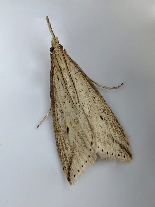 Pale Water-veneer (Donacaula forficella) photographed in Somerset by Sue Davies