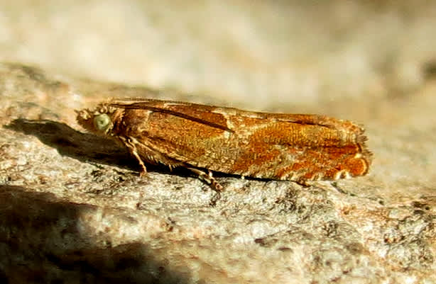 Nut-bud Moth (Epinotia tenerana) photographed in Somerset by Steve Chapple