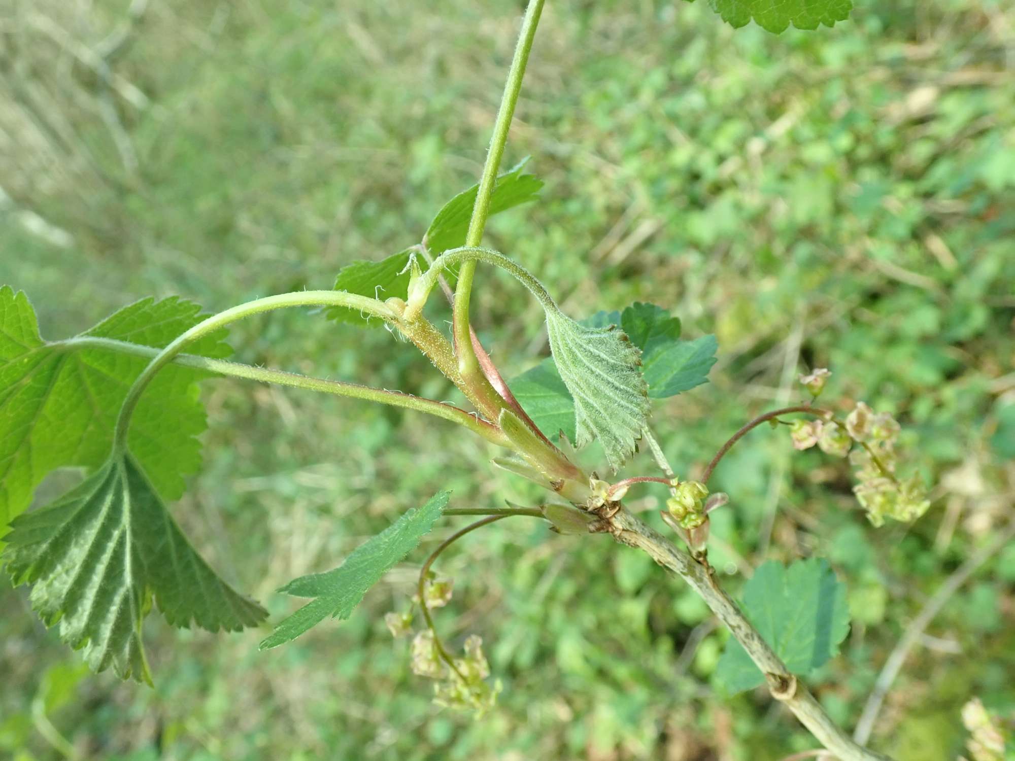 Currant-shoot Borer (Lampronia capitella) photographed in Somerset by Christopher Iles