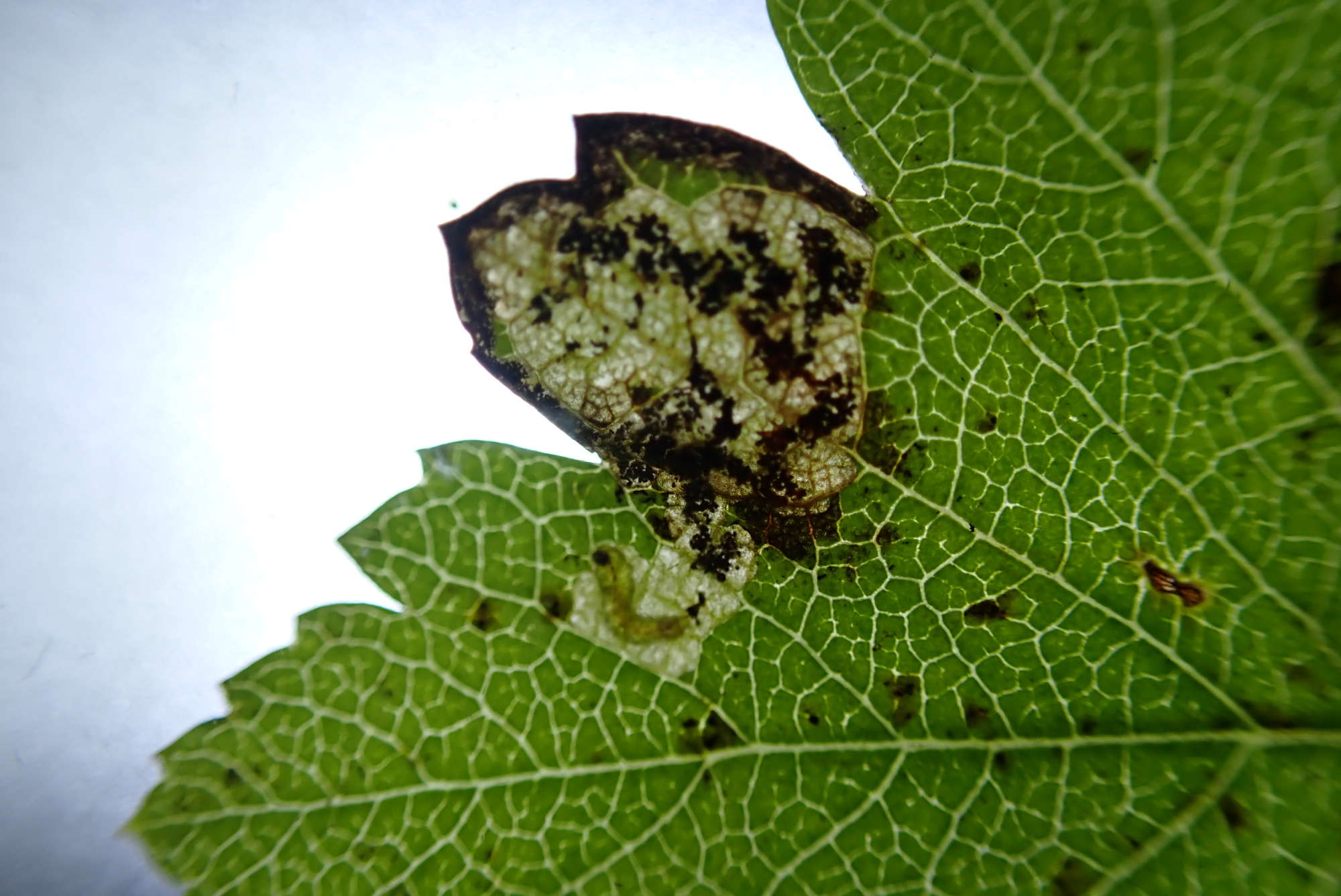 Pinch-barred Pigmy (Ectoedemia atricollis) photographed in Somerset by Jenny Vickers