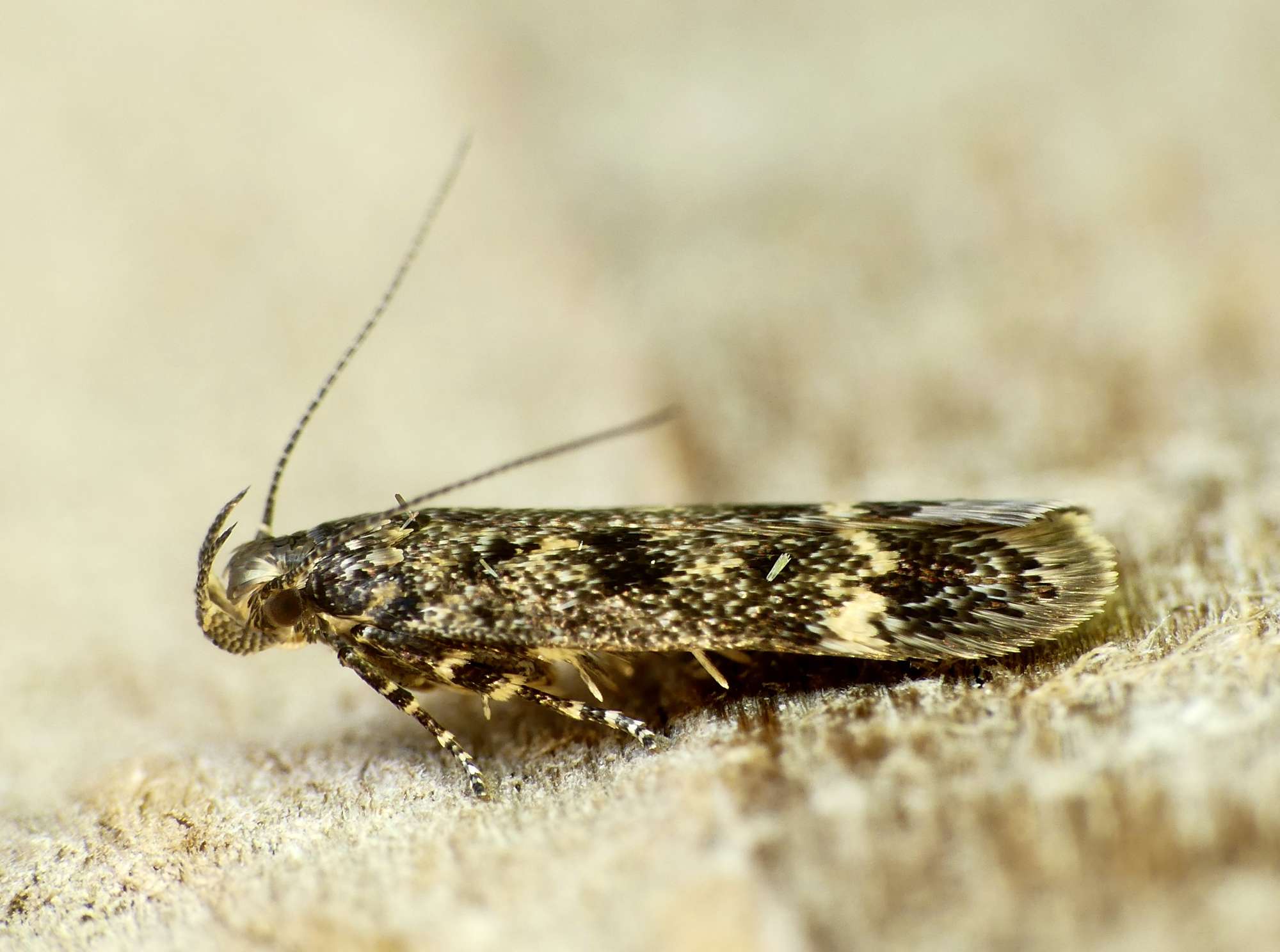 Thatch Neb (Bryotropha basaltinella) photographed in Somerset by Paul Wilkins