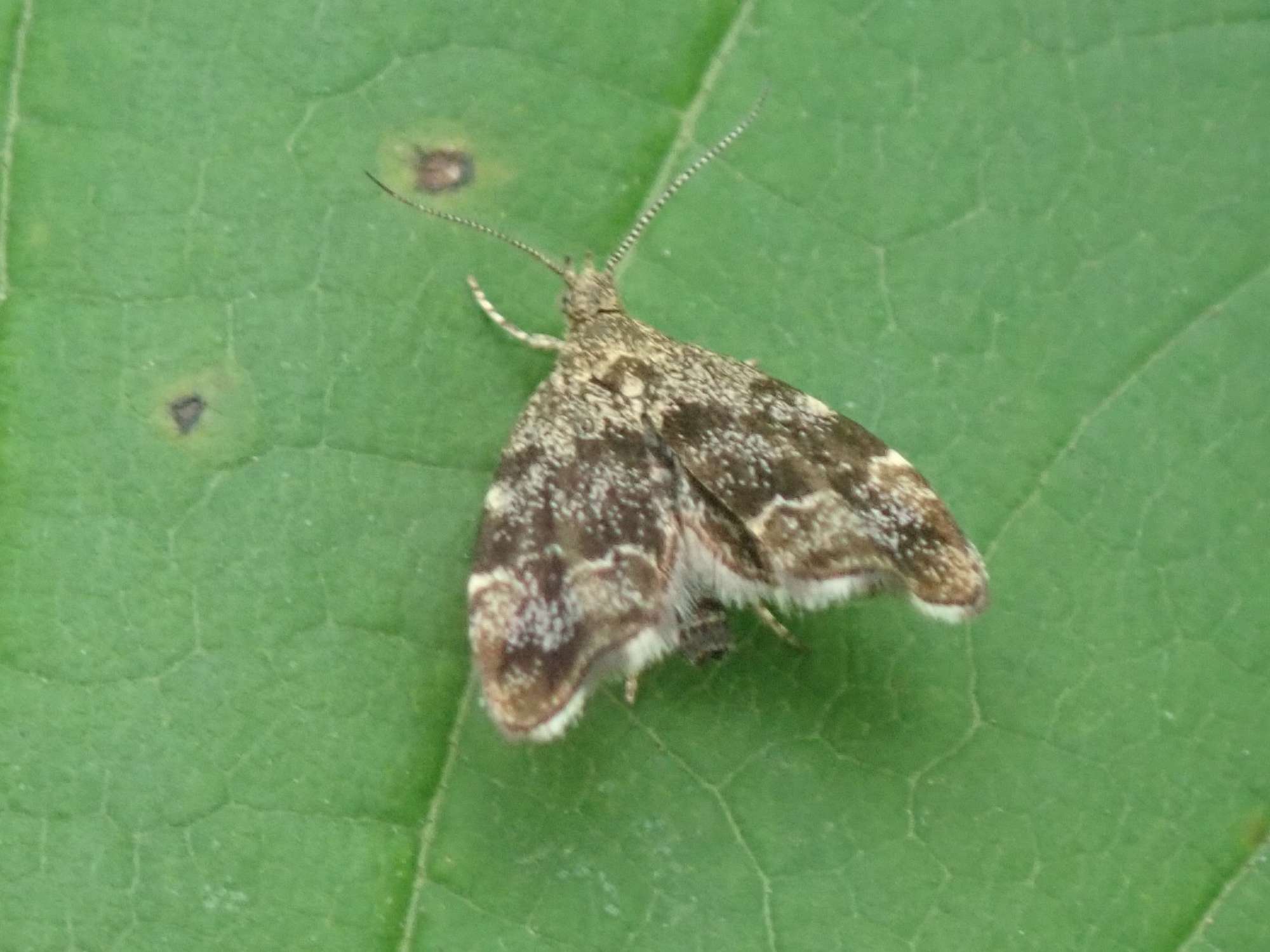 Common Nettle-tap (Anthophila fabriciana) photographed in Somerset by Christopher Iles