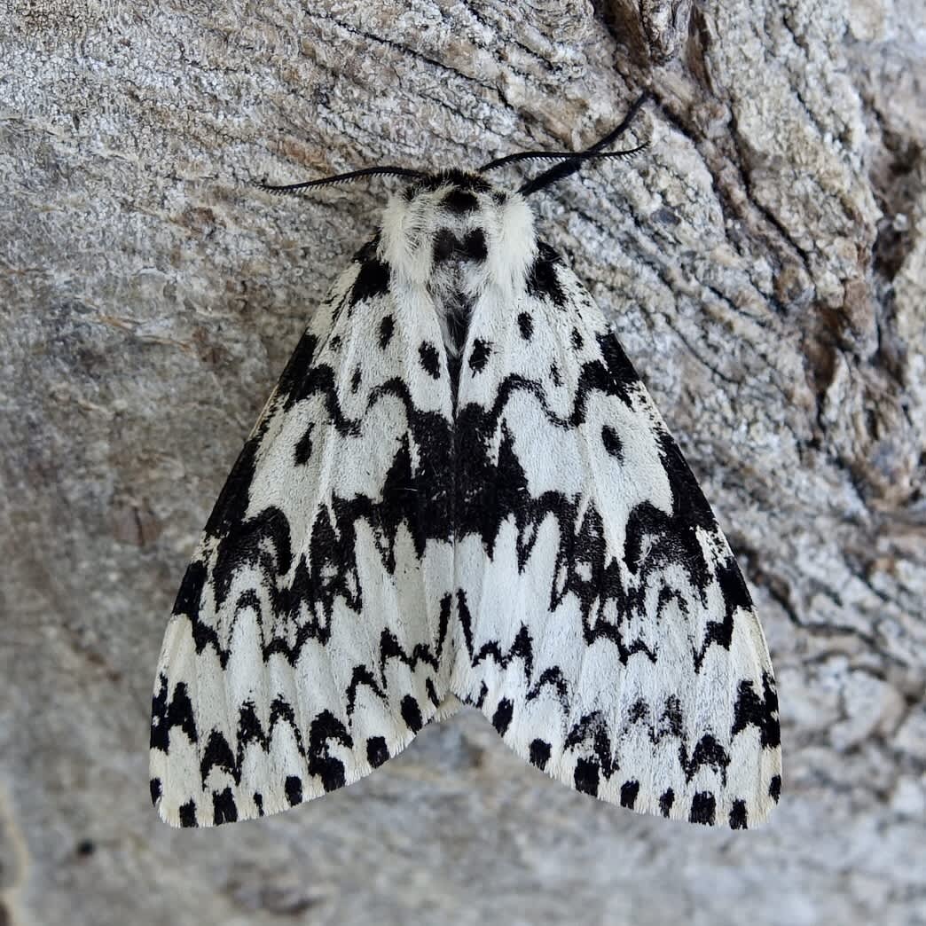 Black Arches (Lymantria monacha) photographed in Somerset by Sue Davies