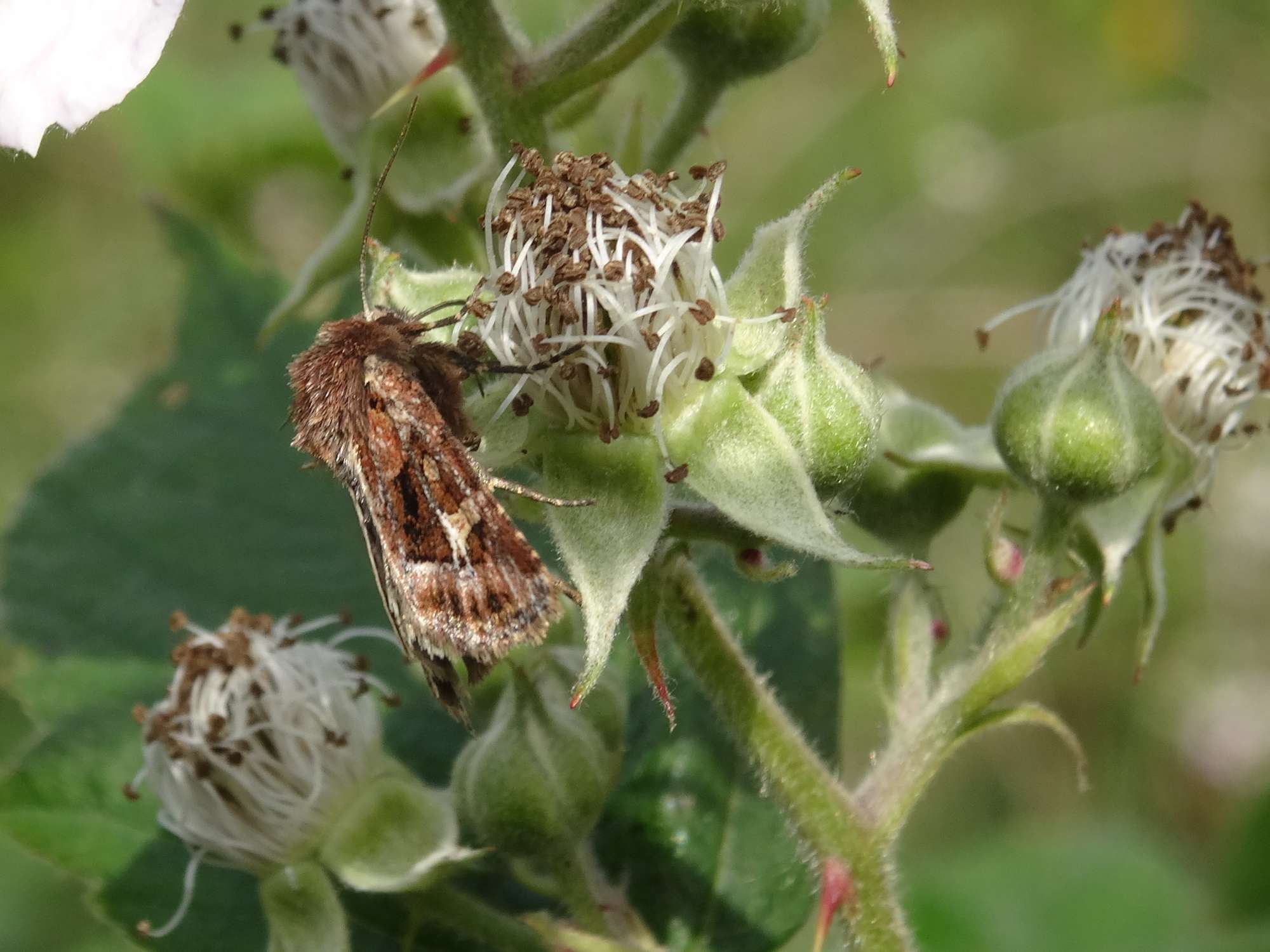 Haworth's Minor (Celaena haworthii) photographed in Somerset by Christopher Iles