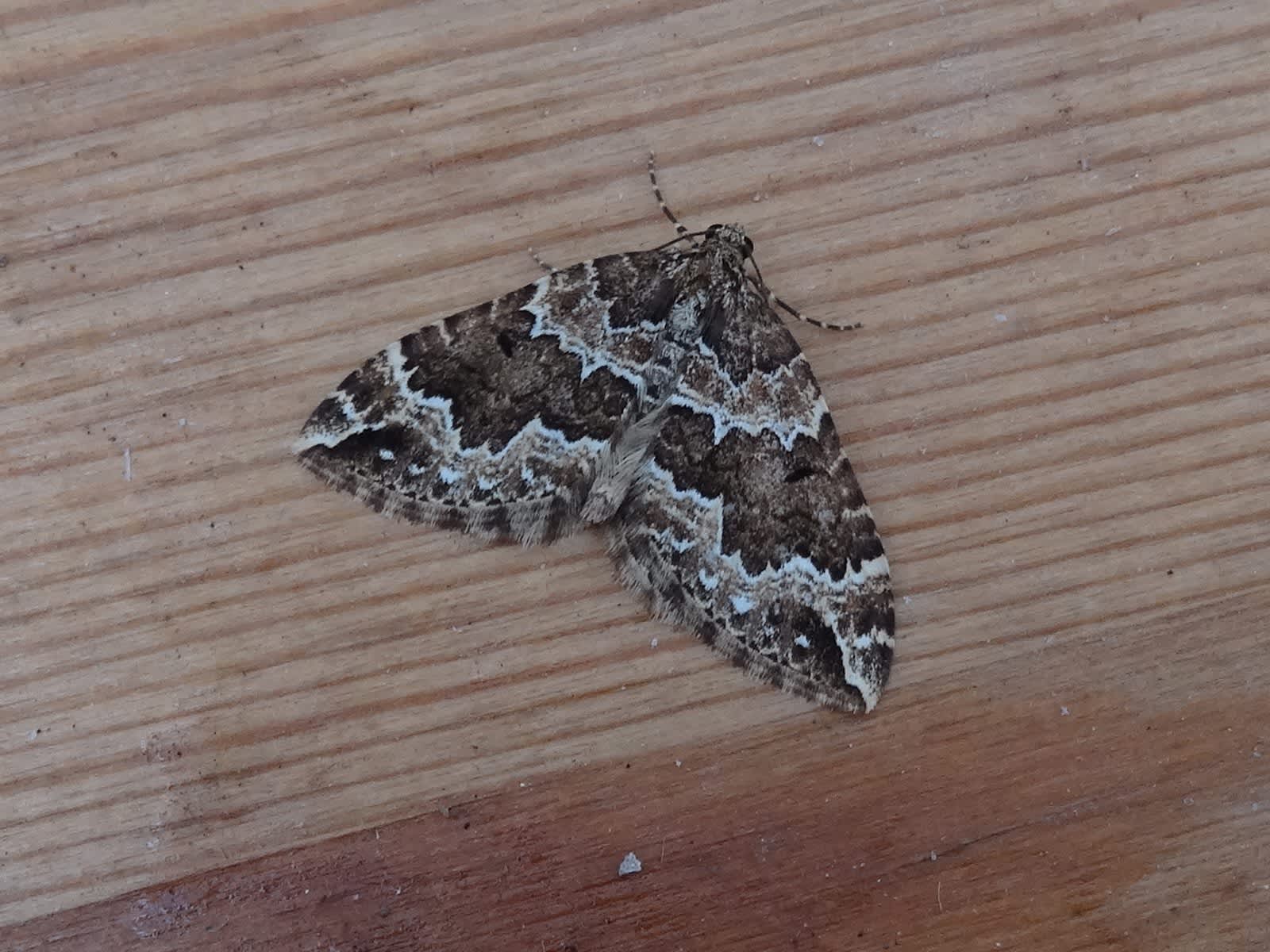 Water Carpet (Lampropteryx suffumata) photographed in Somerset by Christopher Iles