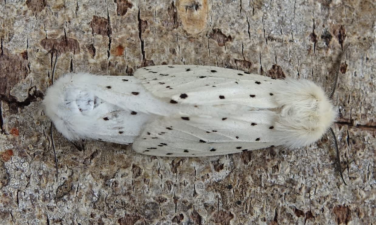 White Ermine (Spilosoma lubricipeda) photographed in Somerset by Sue Davies