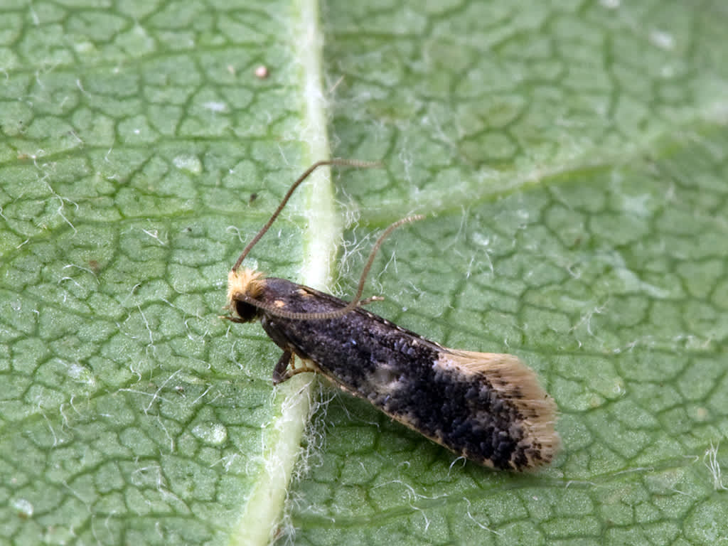 Monopis laevigella | Somerset Moths