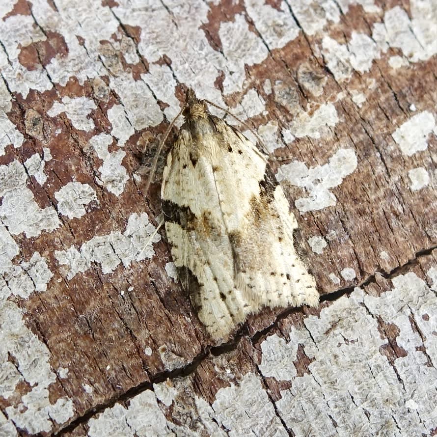 Cyclamen Tortrix (Clepsis spectrana) photographed in Somerset by Sue Davies