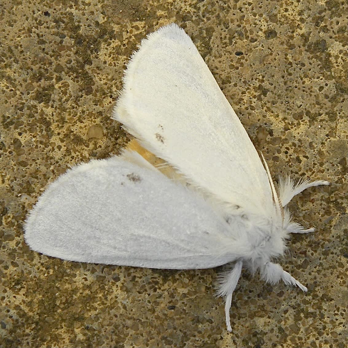 Yellow-tail (Euproctis similis) photographed in Somerset by Sue Davies