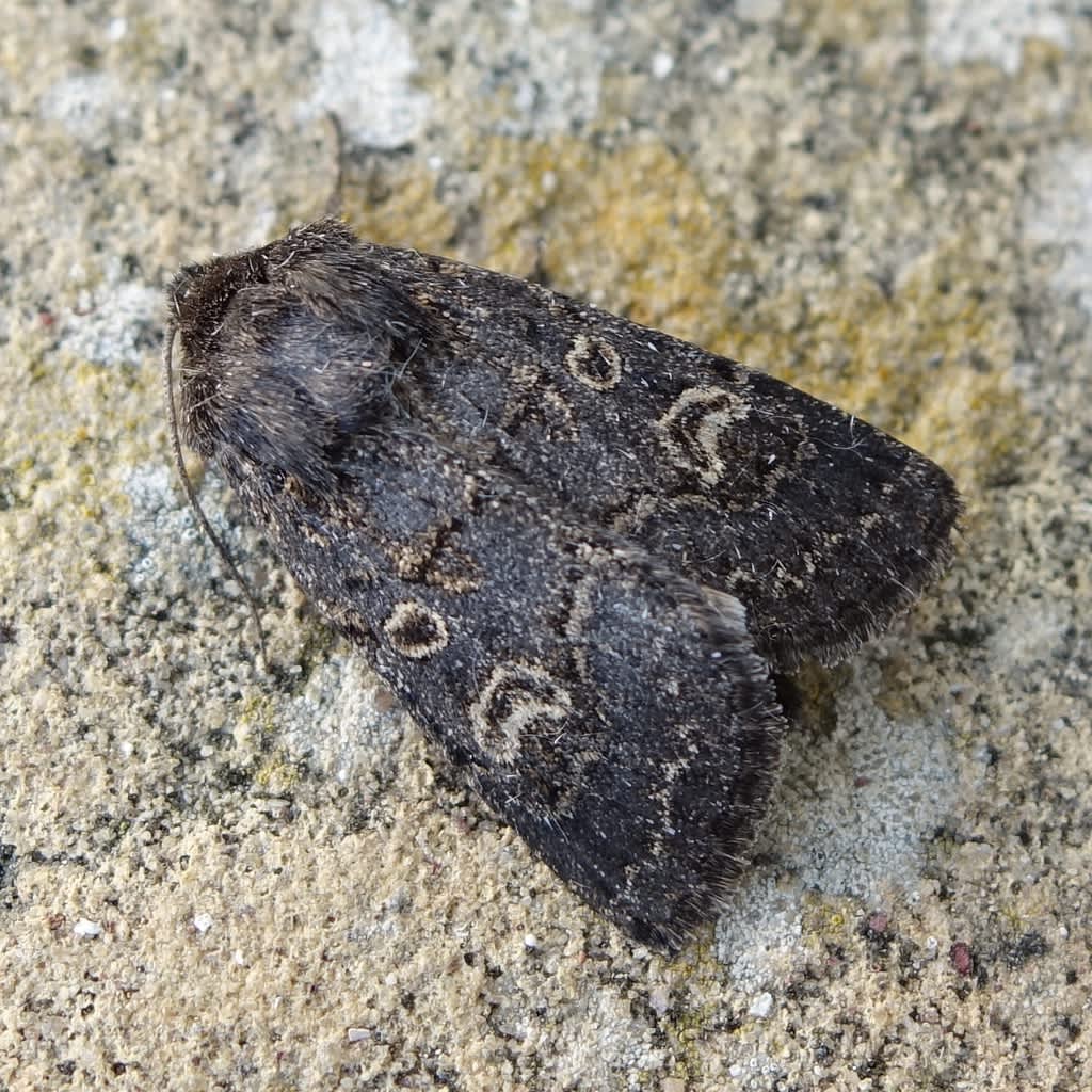 Hedge Rustic (Tholera cespitis) photographed in Somerset by Sue Davies