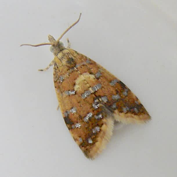 Yellow-spot Tortrix (Pseudargyrotoza conwagana) photographed in Somerset by Sue Davies