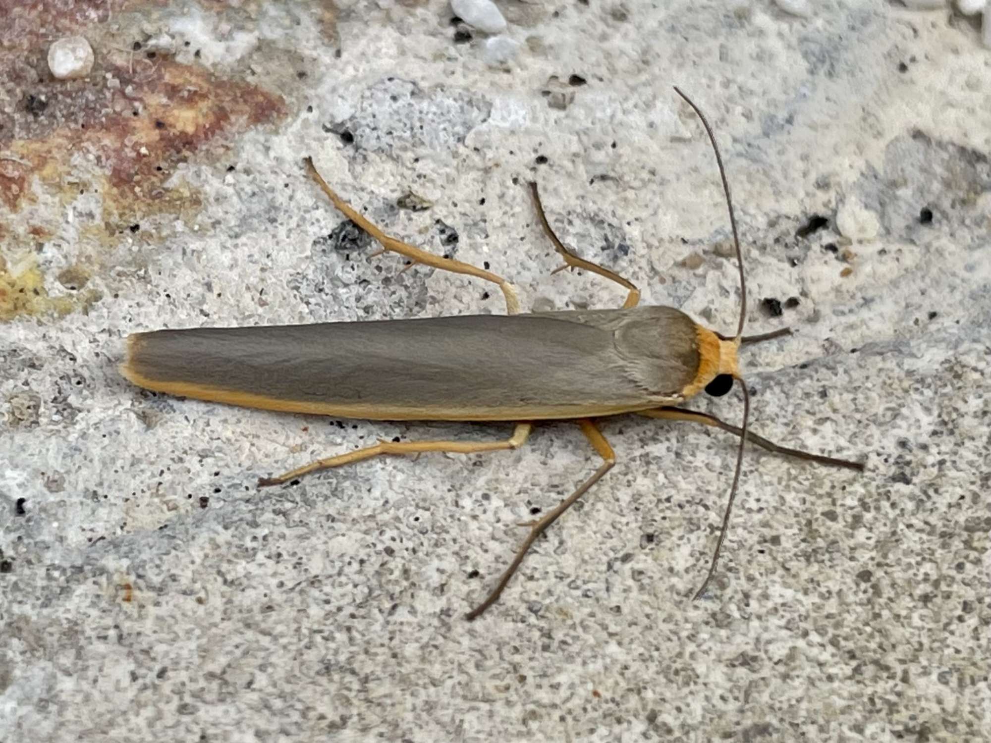 Scarce Footman (Eilema complana) photographed in Somerset by Sue Davies