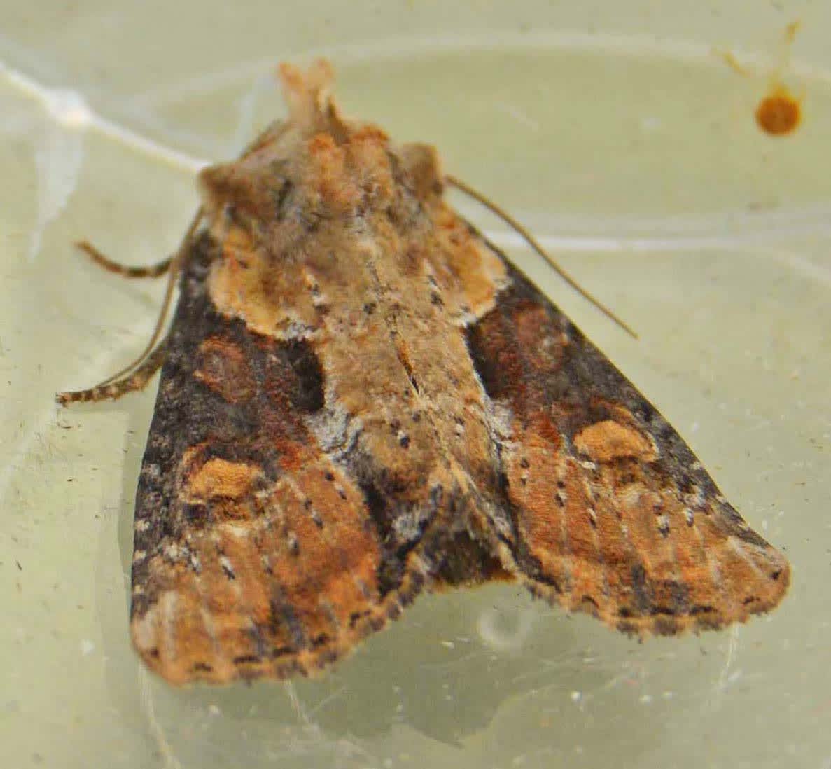 Double Lobed (Lateroligia ophiogramma) photographed in Somerset by Jenny Vickers