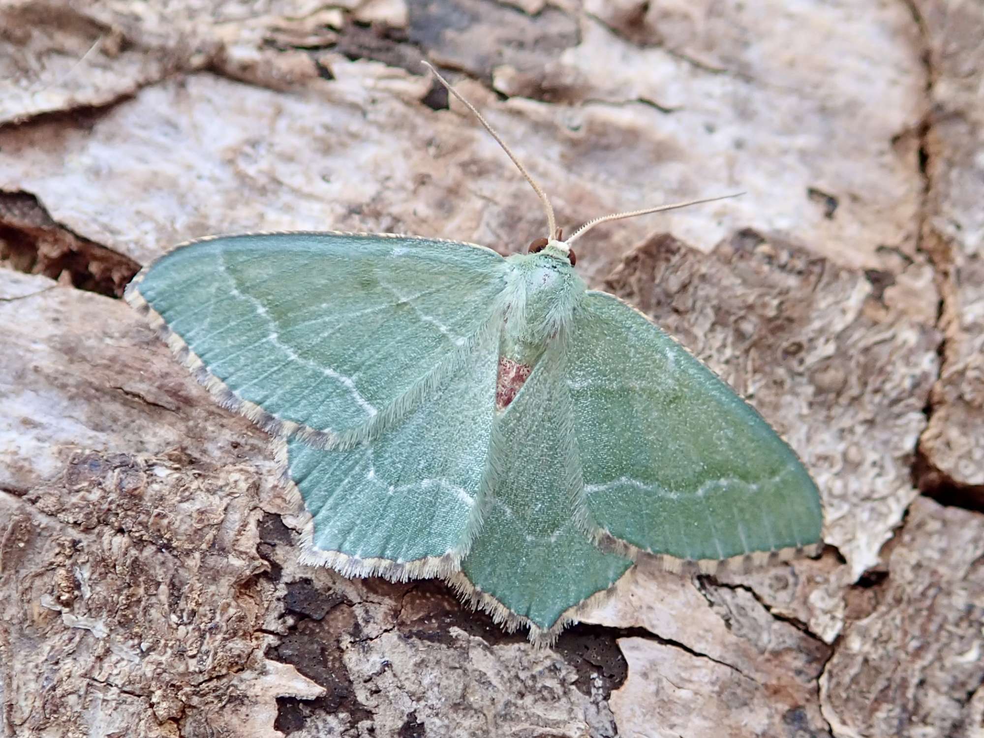 Common Emerald (Hemithea aestivaria) photographed in Somerset by Sue Davies