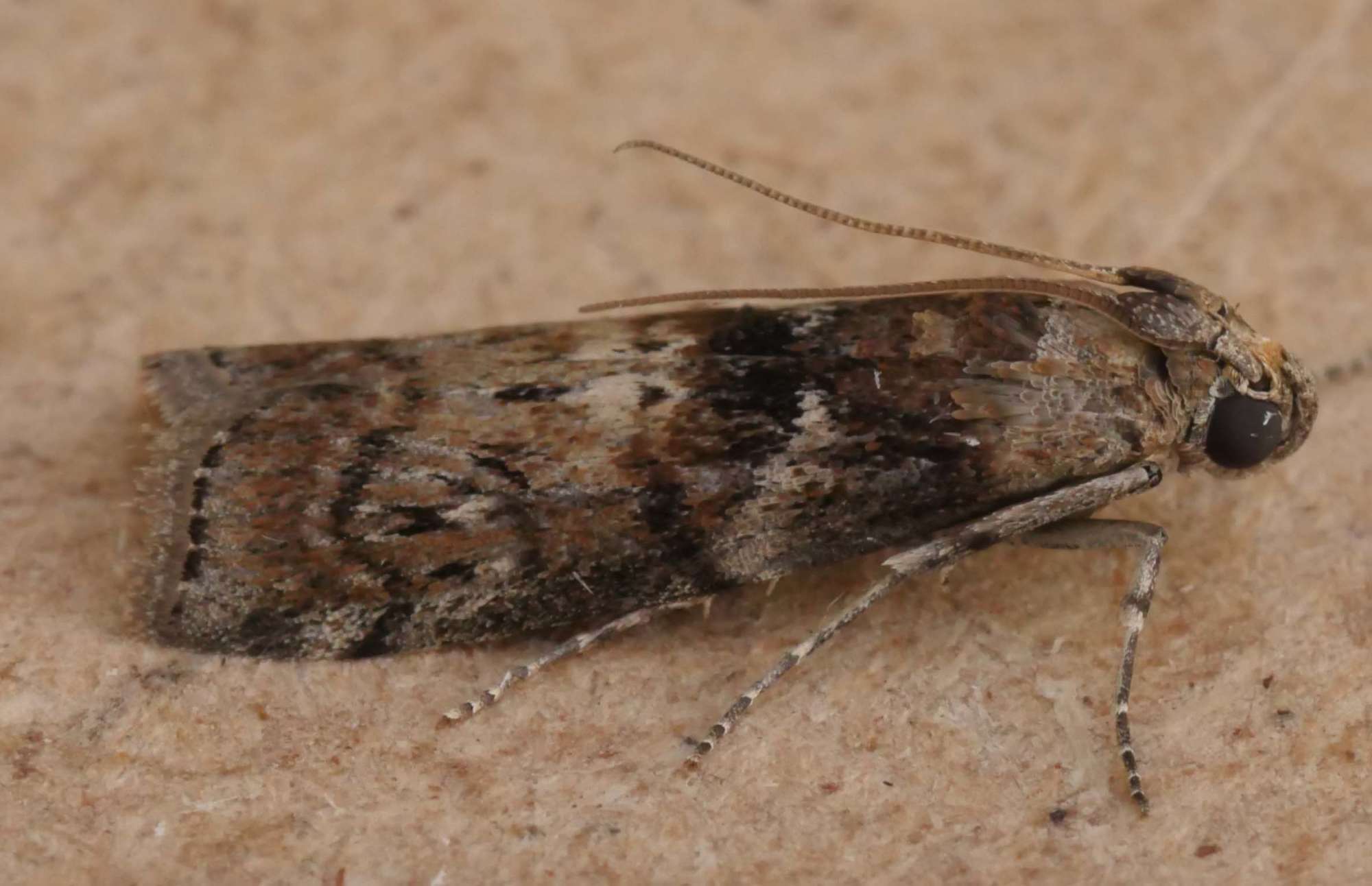 Dotted Oak Knot-horn (Phycita roborella) photographed in Somerset by Jenny Vickers