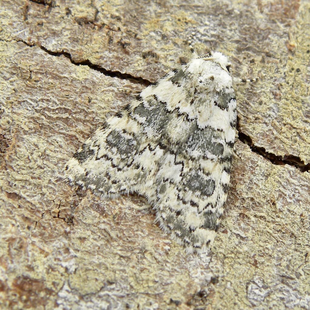 Marbled Beauty (Bryophila domestica) photographed in Somerset by Sue Davies