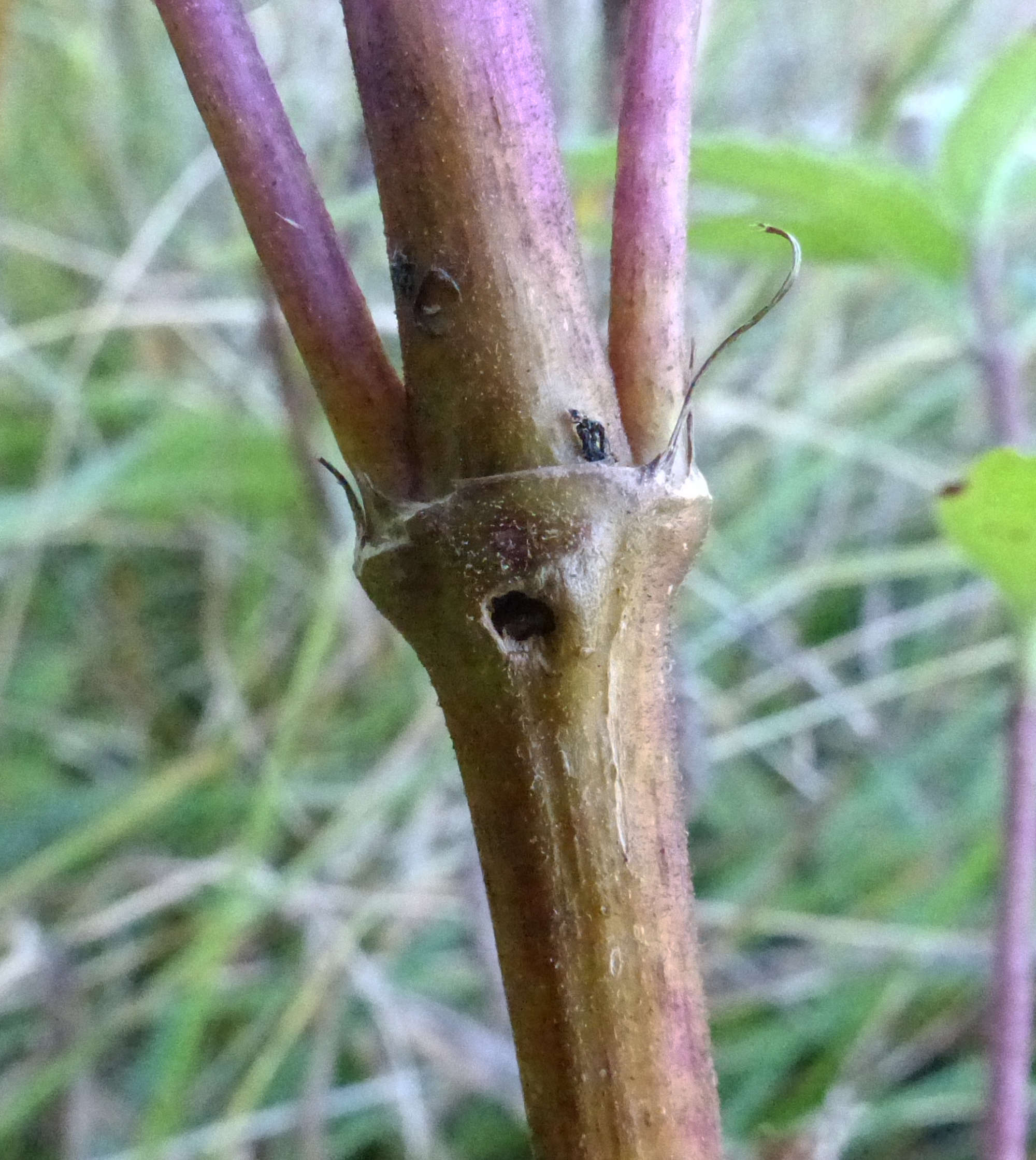 Hemp-agrimony Plume (Adaina microdactyla) photographed in Somerset by Jenny Vickers