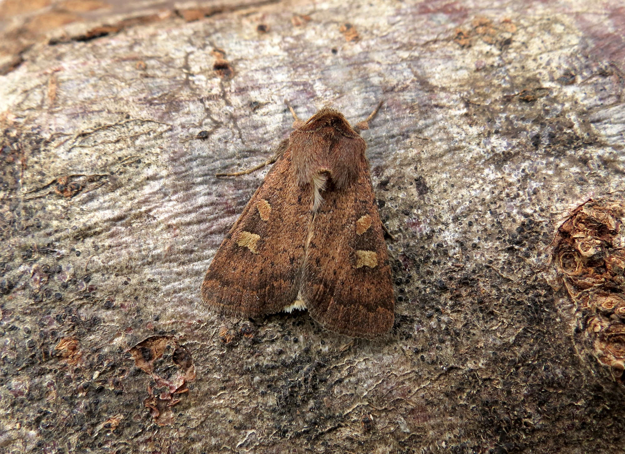 Square-spot Rustic (Xestia xanthographa) photographed in Somerset by Steve Chapple