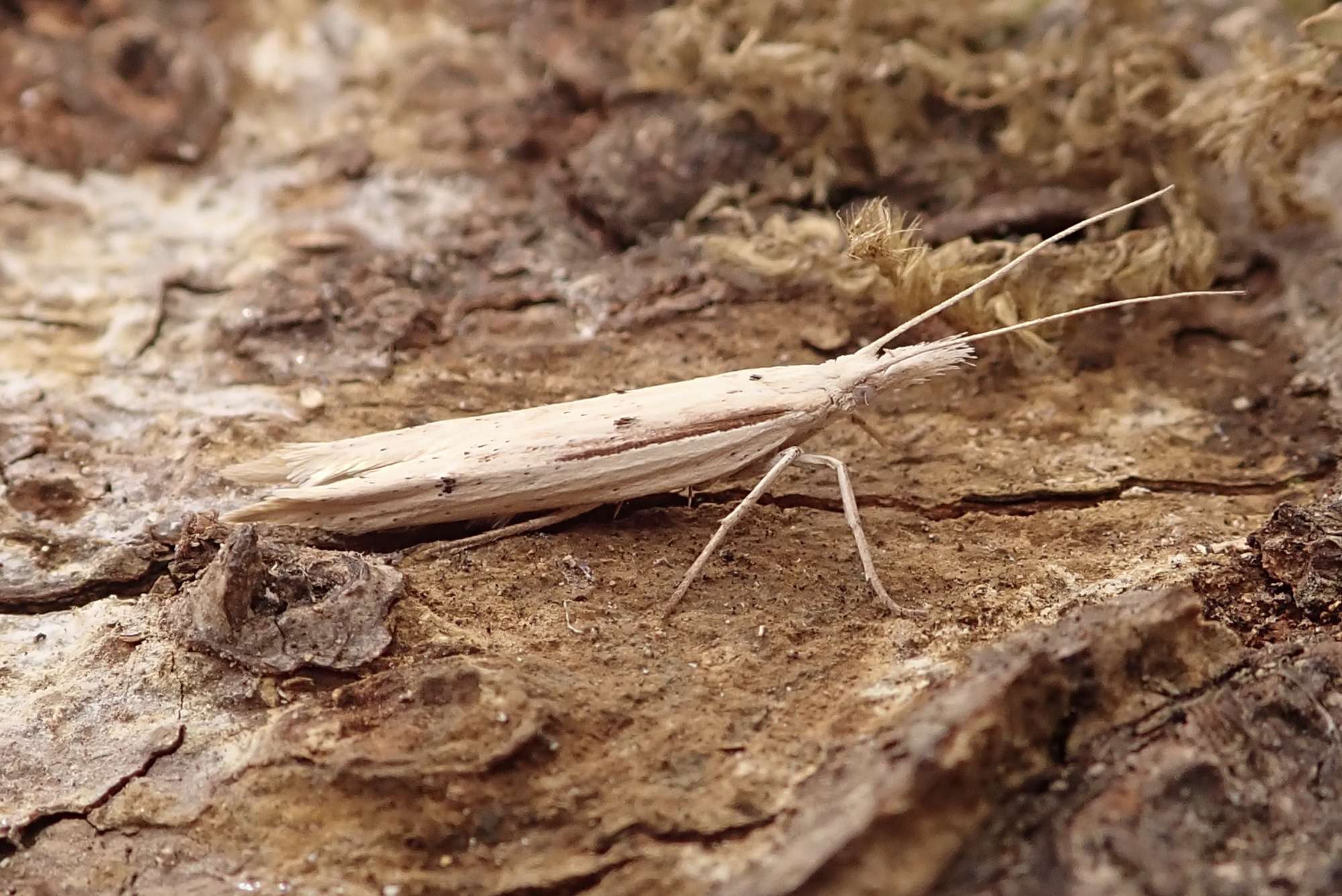 Spindle Smudge (Ypsolopha mucronella) photographed in Somerset by Sue Davies