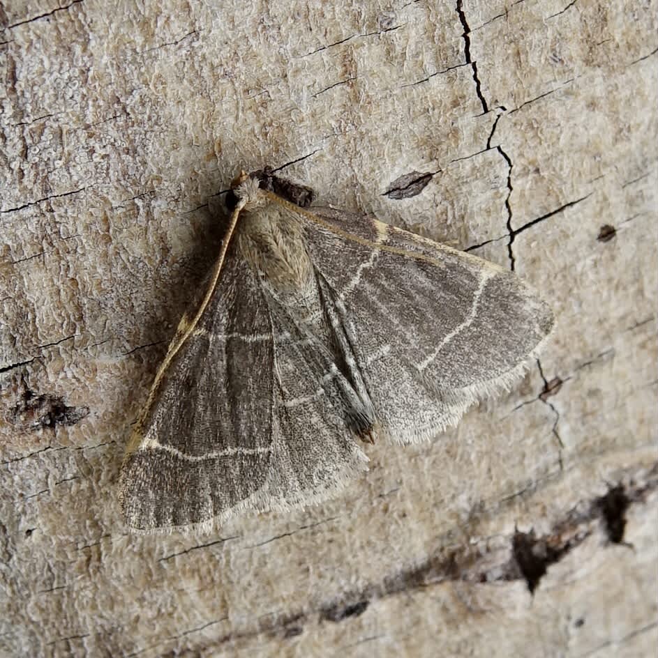 Double-striped Tabby (Hypsopygia glaucinalis) photographed in Somerset by Sue Davies