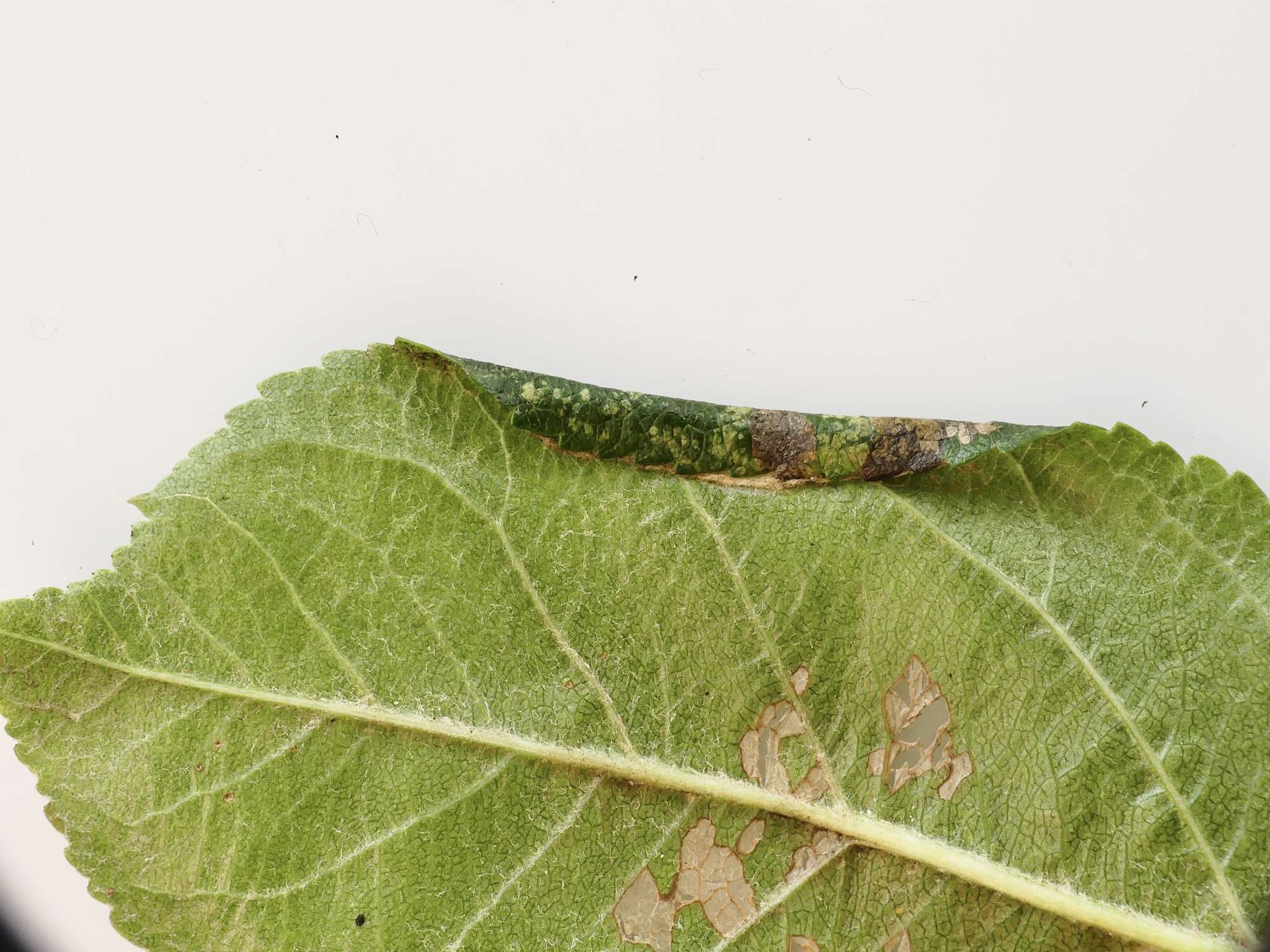 Garden Apple Slender (Callisto denticulella) photographed in Somerset by Paul Wilkins