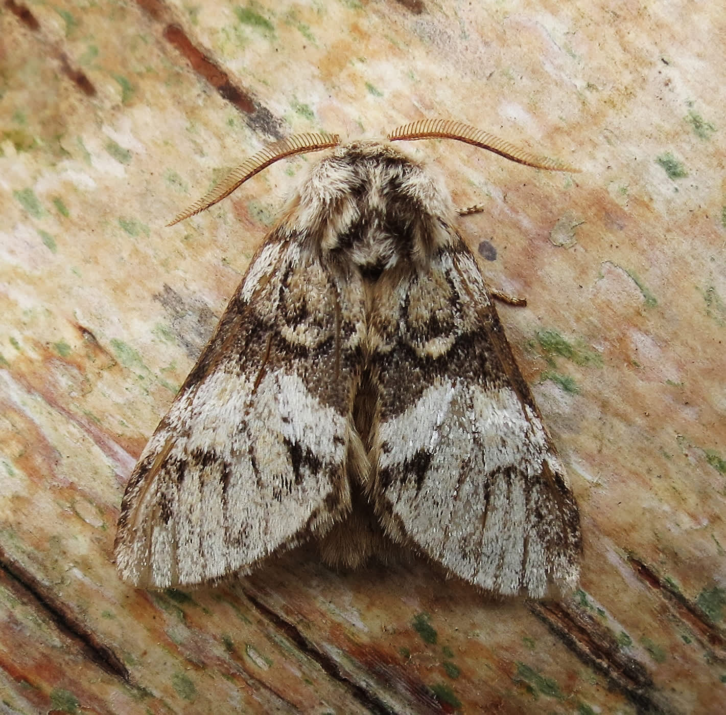 Marbled Brown (Drymonia dodonaea) photographed in Somerset by Steve Chapple