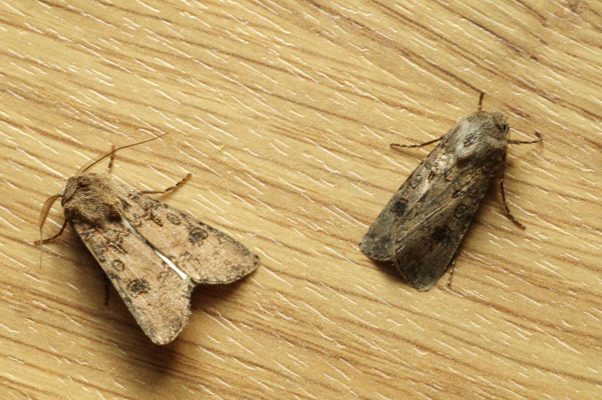 Turnip Moth (Agrotis segetum) photographed in Somerset by John Connolly