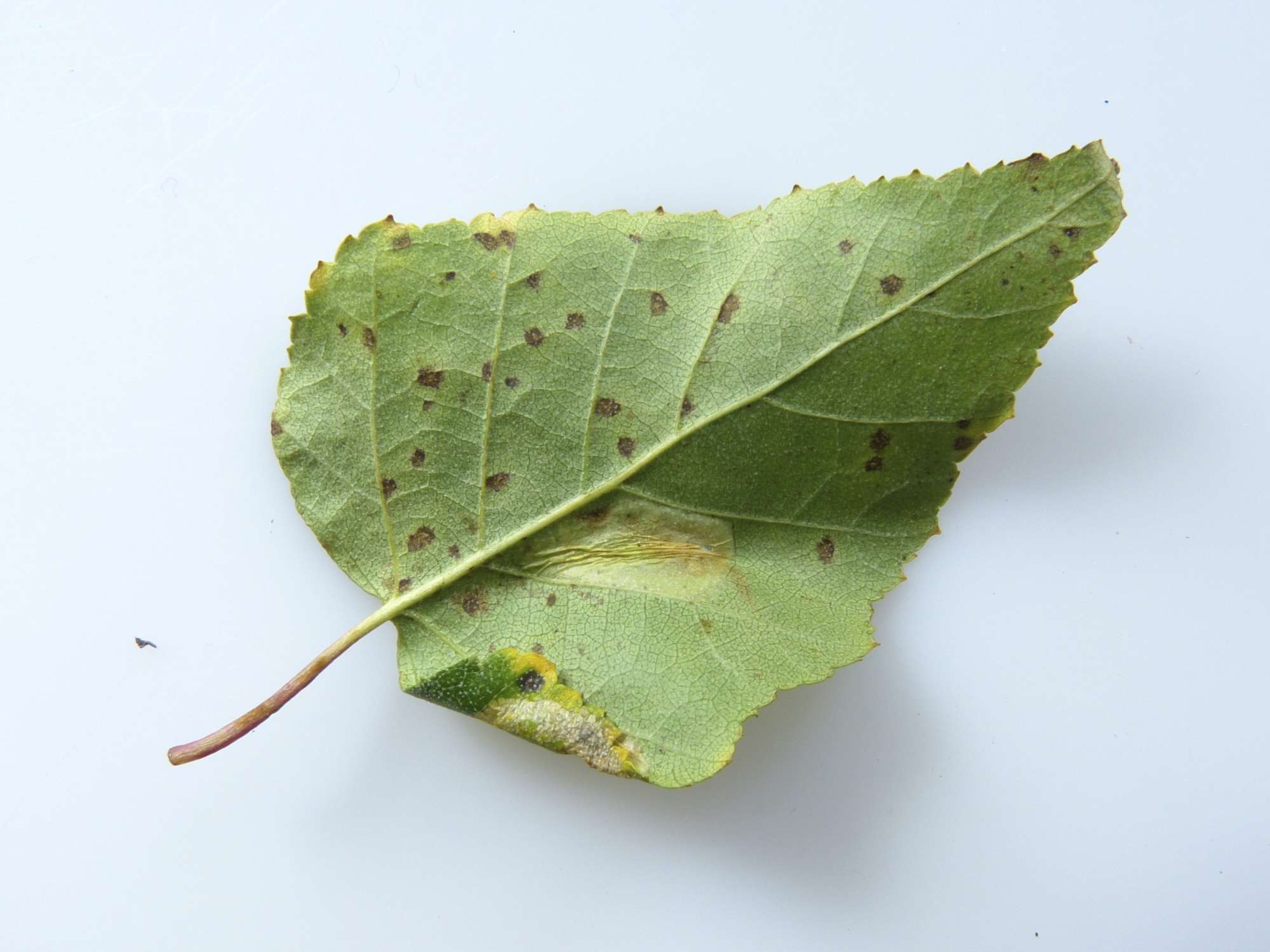 Brown Birch Slender (Parornix betulae) photographed in Somerset by Paul Wilkins