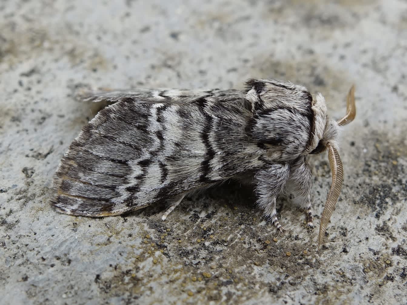 Lunar Marbled Brown (Drymonia ruficornis) photographed in Somerset by Sue Davies