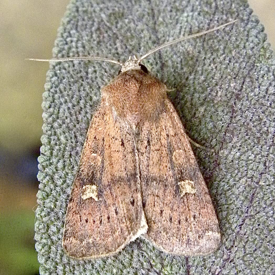 Square-spot Rustic (Xestia xanthographa) photographed in Somerset by Sue Davies
