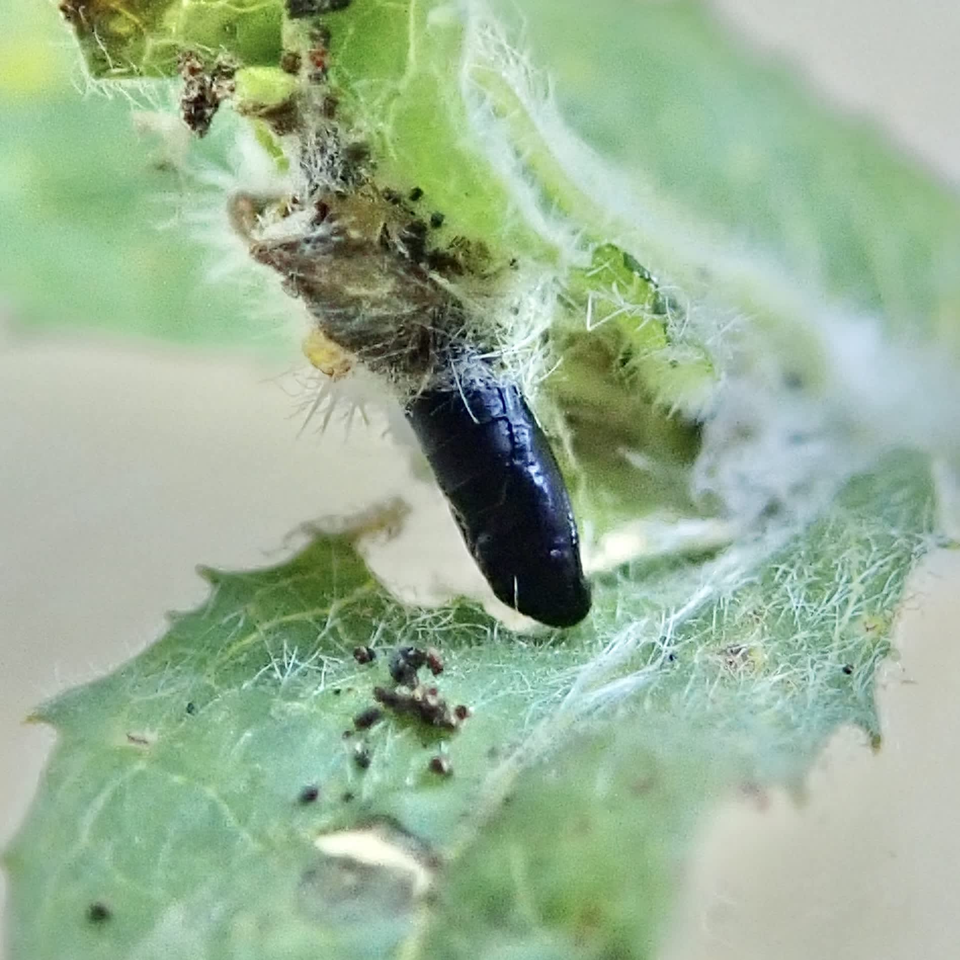 Common Mompha (Mompha epilobiella) photographed in Somerset by Sue Davies