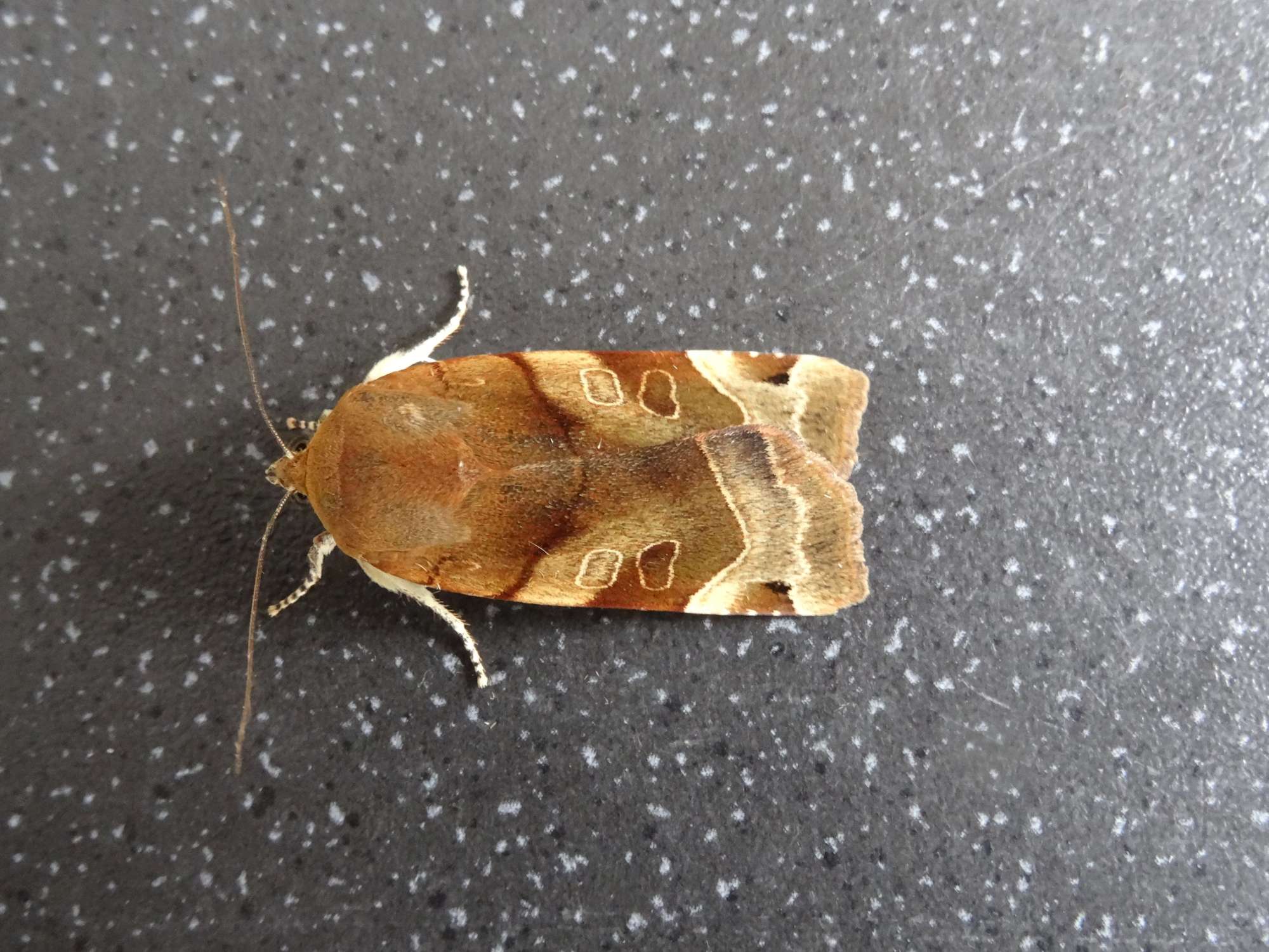 Broad-bordered Yellow Underwing (Noctua fimbriata) photographed in Somerset by Christopher Iles