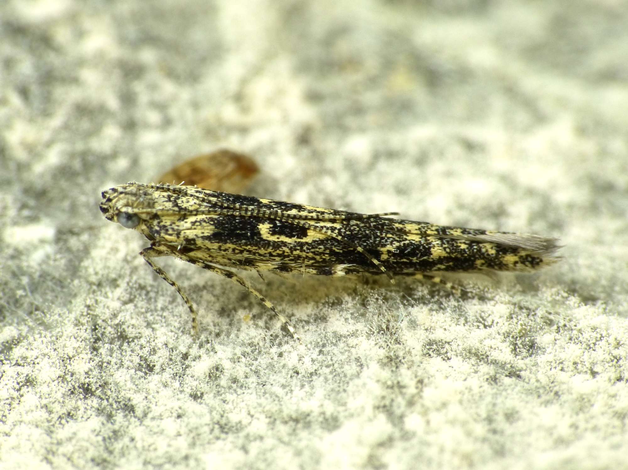 Poplar Cosmet (Batrachedra praeangusta) photographed in Somerset by Paul Wilkins