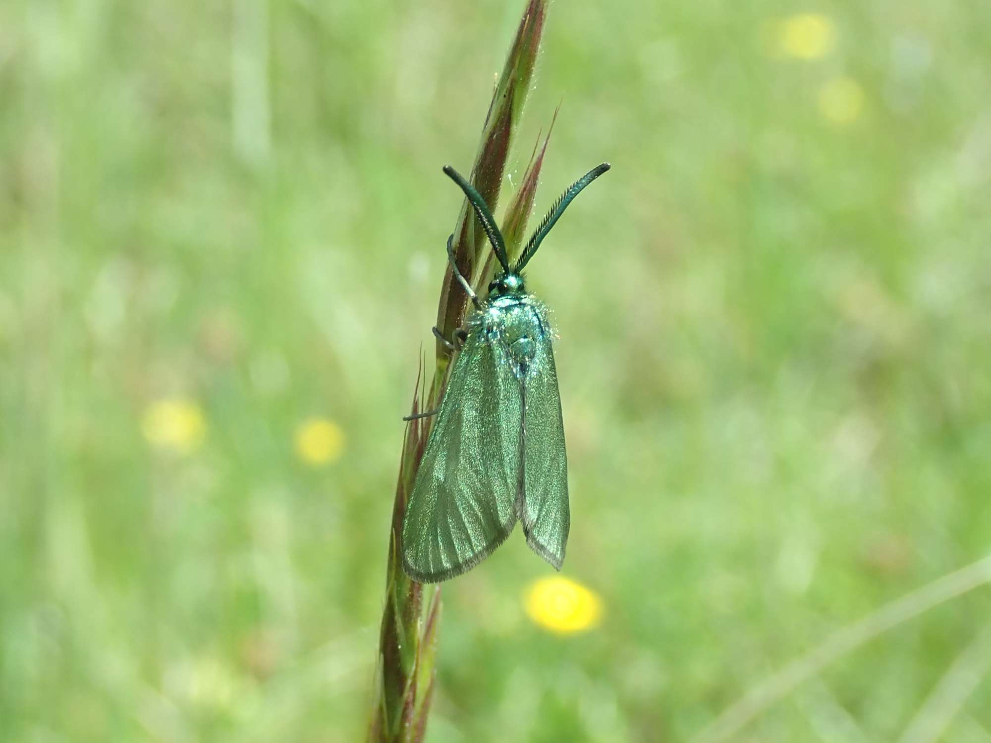 Cistus Forester (Adscita geryon) photographed in Somerset by Christopher Iles