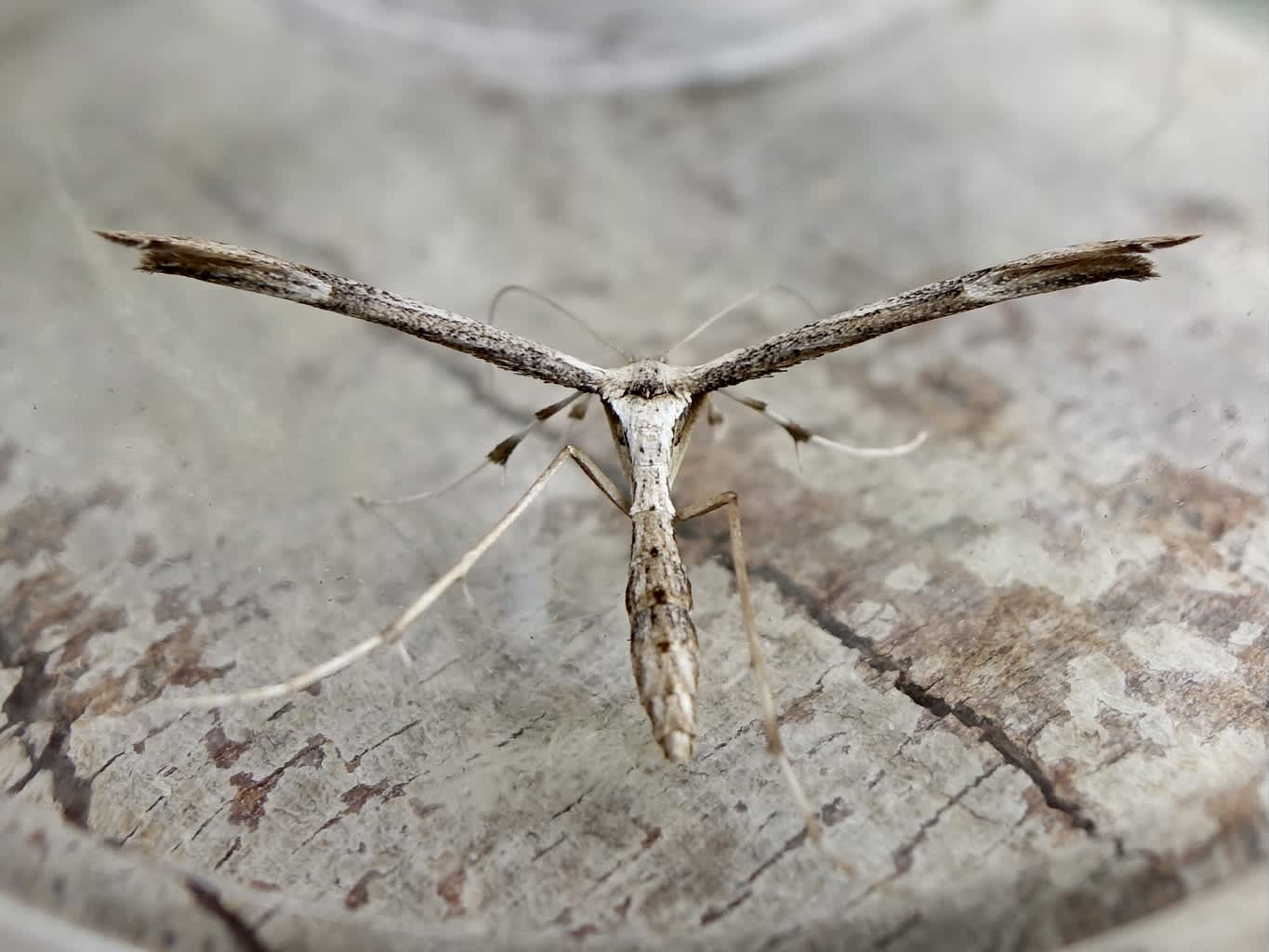 Dusky Plume (Oidaematophorus lithodactyla) photographed in Somerset by Sue Davies