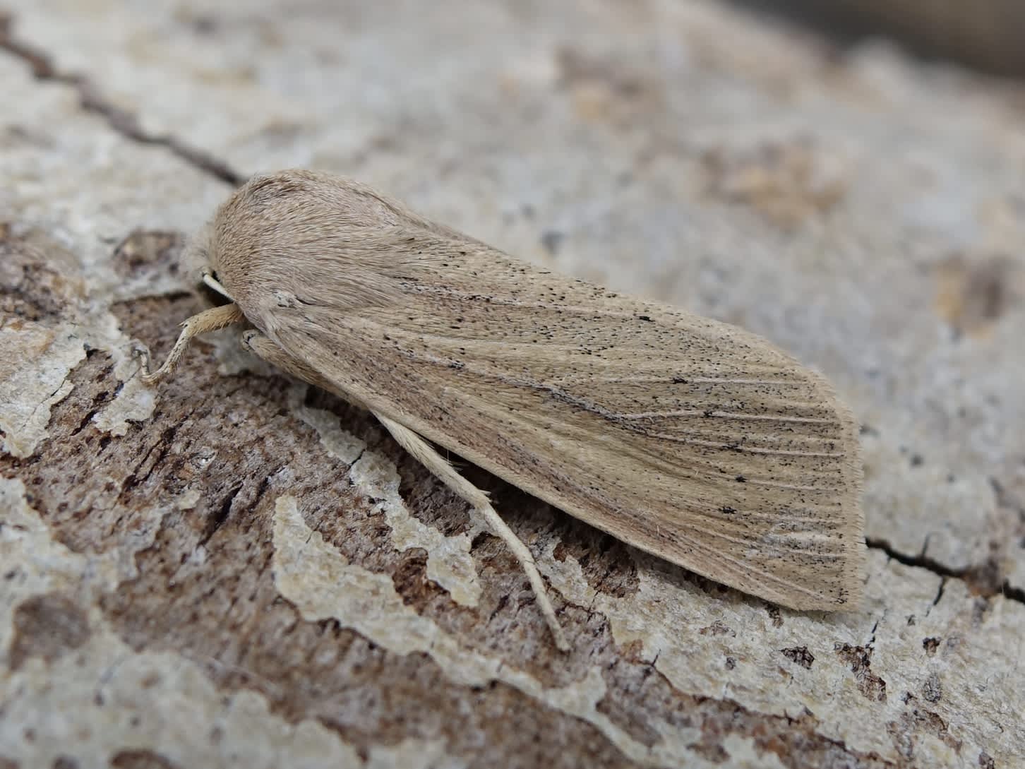 Large Wainscot (Rhizedra lutosa) photographed in Somerset by Sue Davies