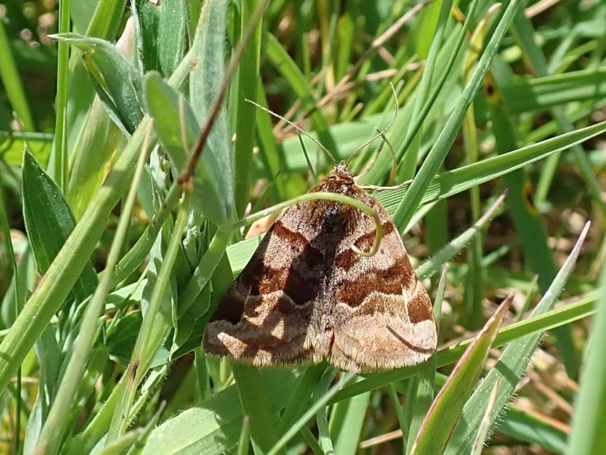 Burnet Companion (Euclidia glyphica) photographed in Somerset by Christopher Iles