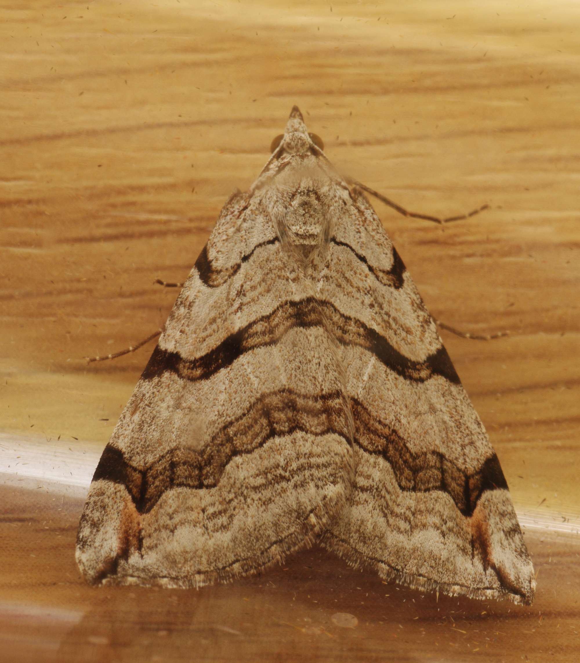 Treble-bar (Aplocera plagiata) photographed in Somerset by John Connolly