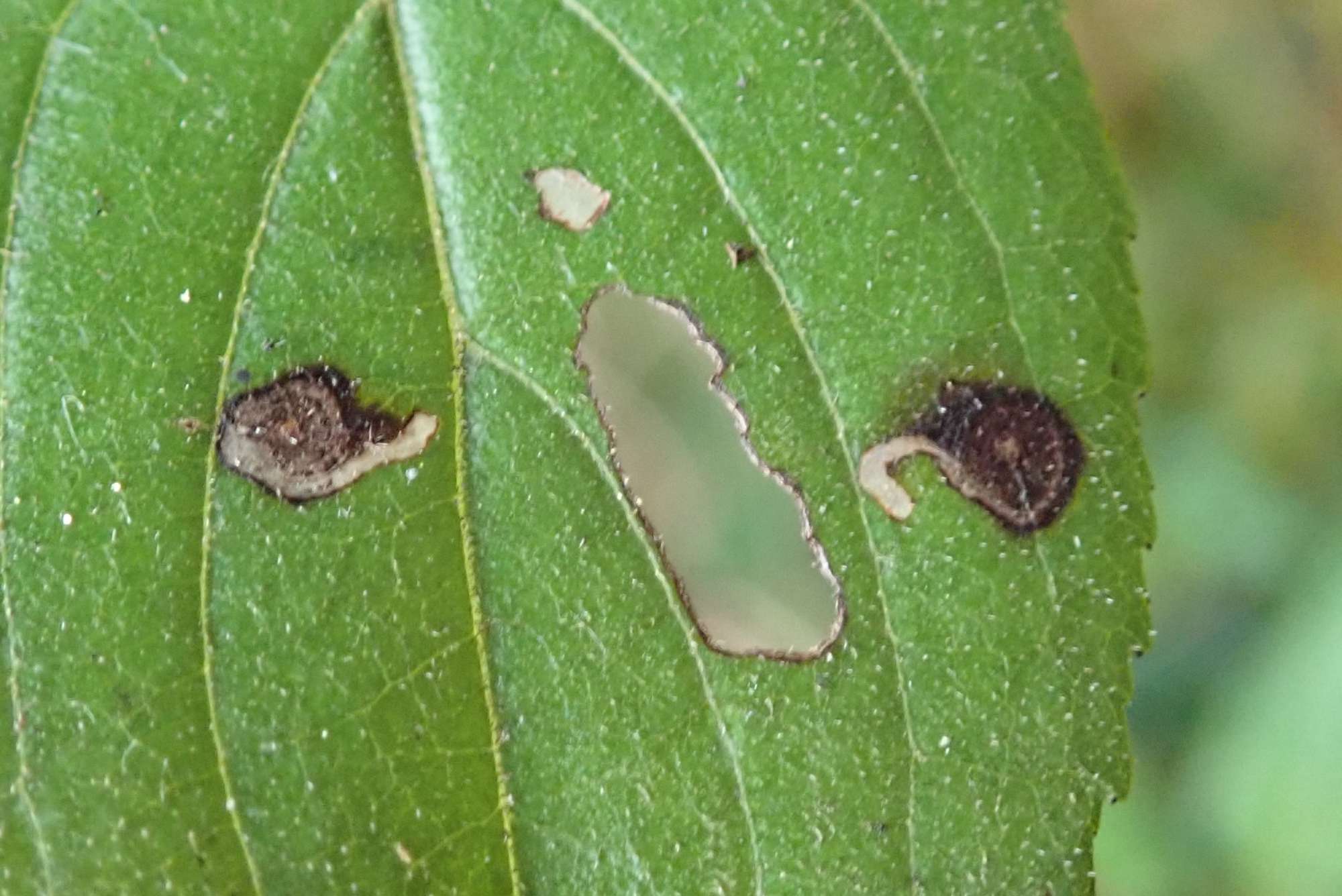 bucculatrix-frangutella-somerset-moths