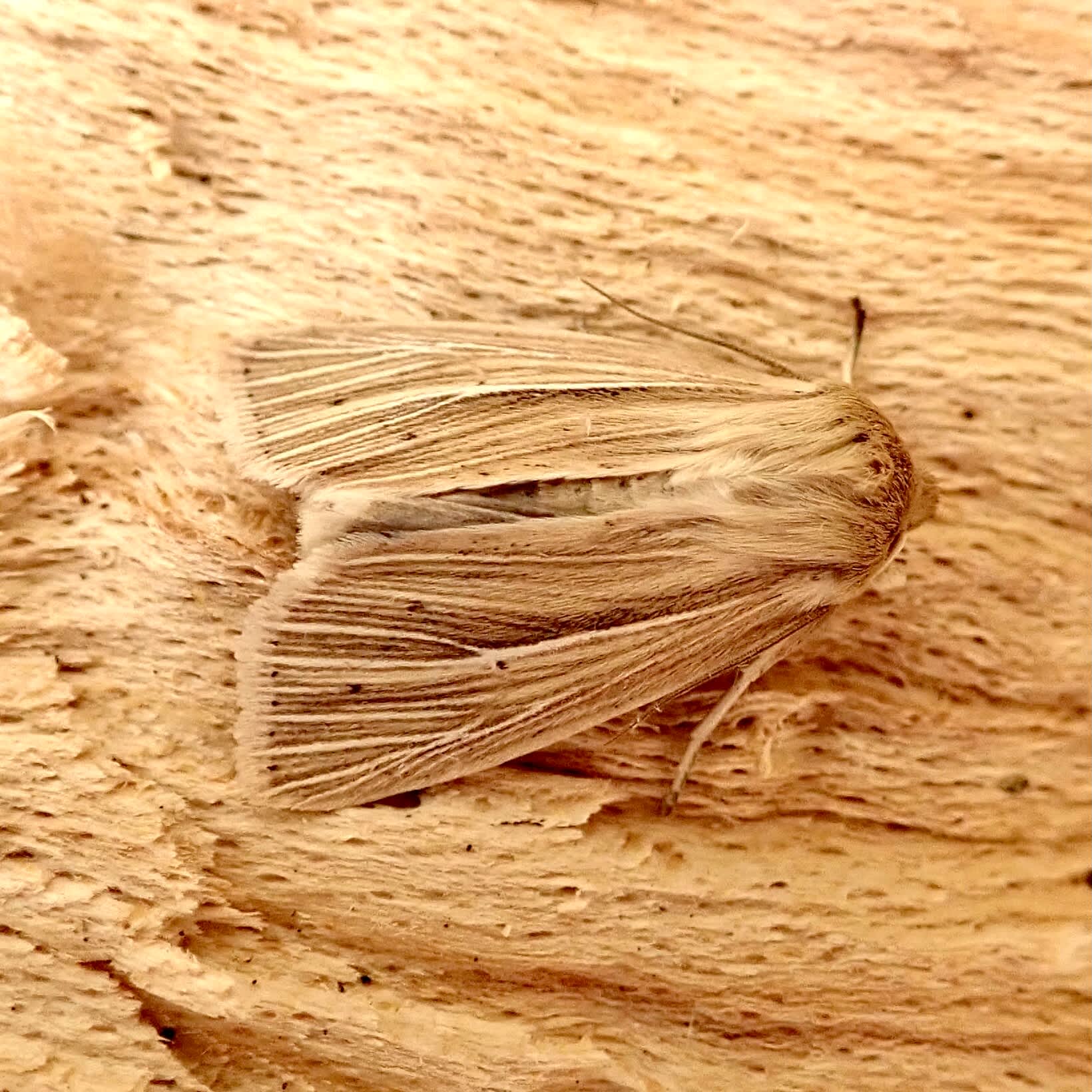 Smoky Wainscot (Mythimna impura) photographed in Somerset by Sue Davies