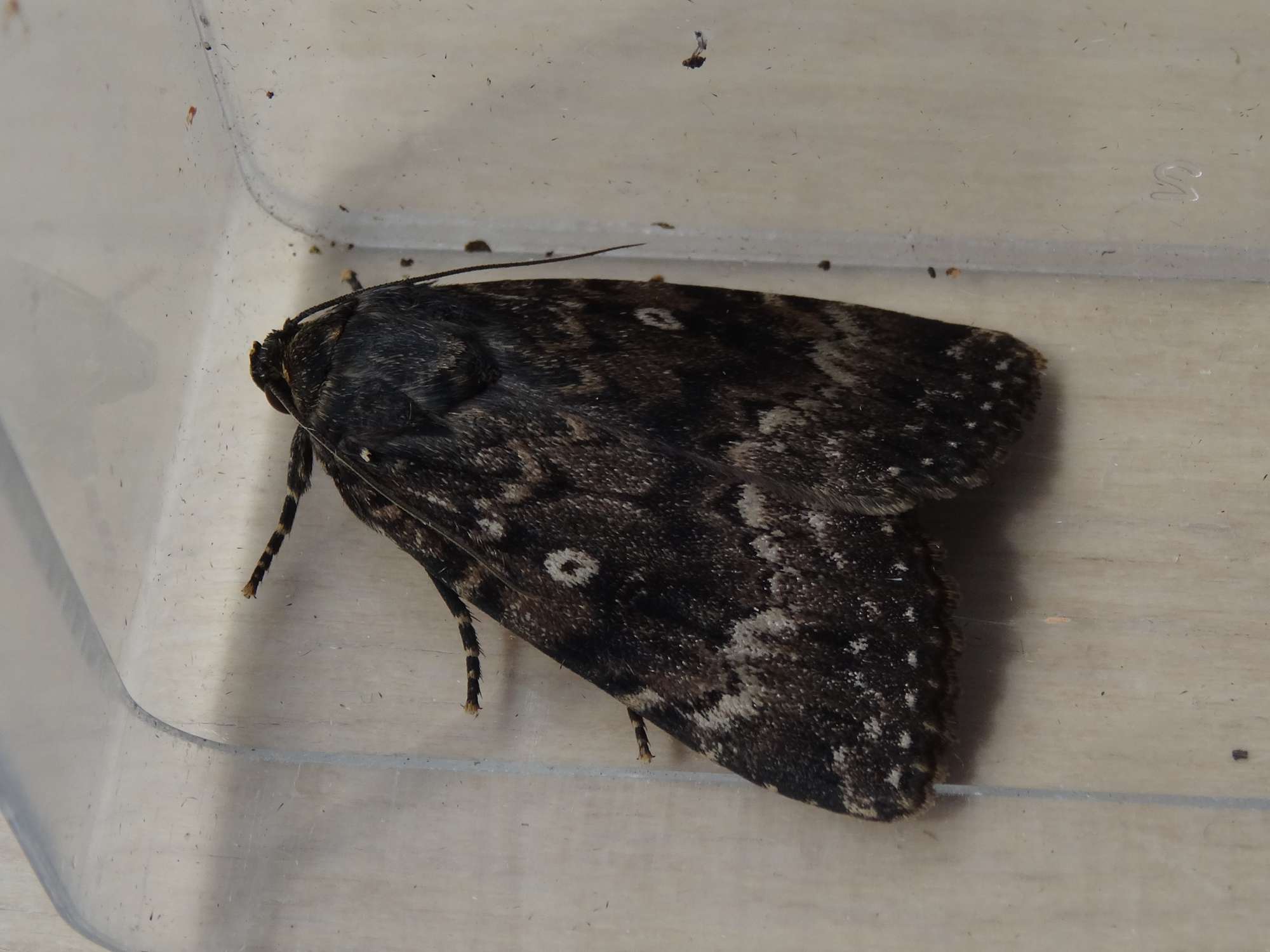 Svensson's Copper Underwing (Amphipyra berbera) photographed in Somerset by Christopher Iles